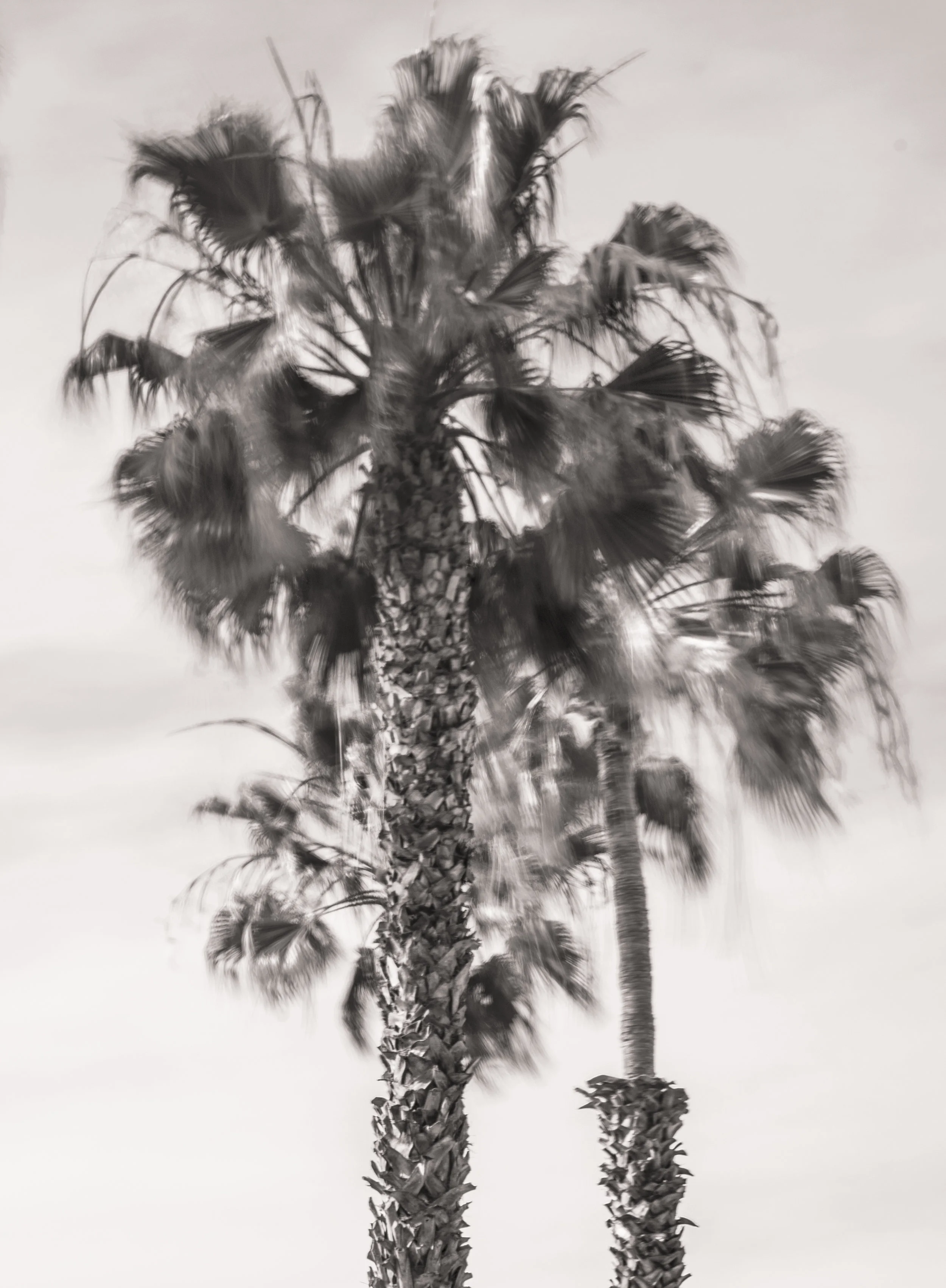 Palm Trees Blur.jpg