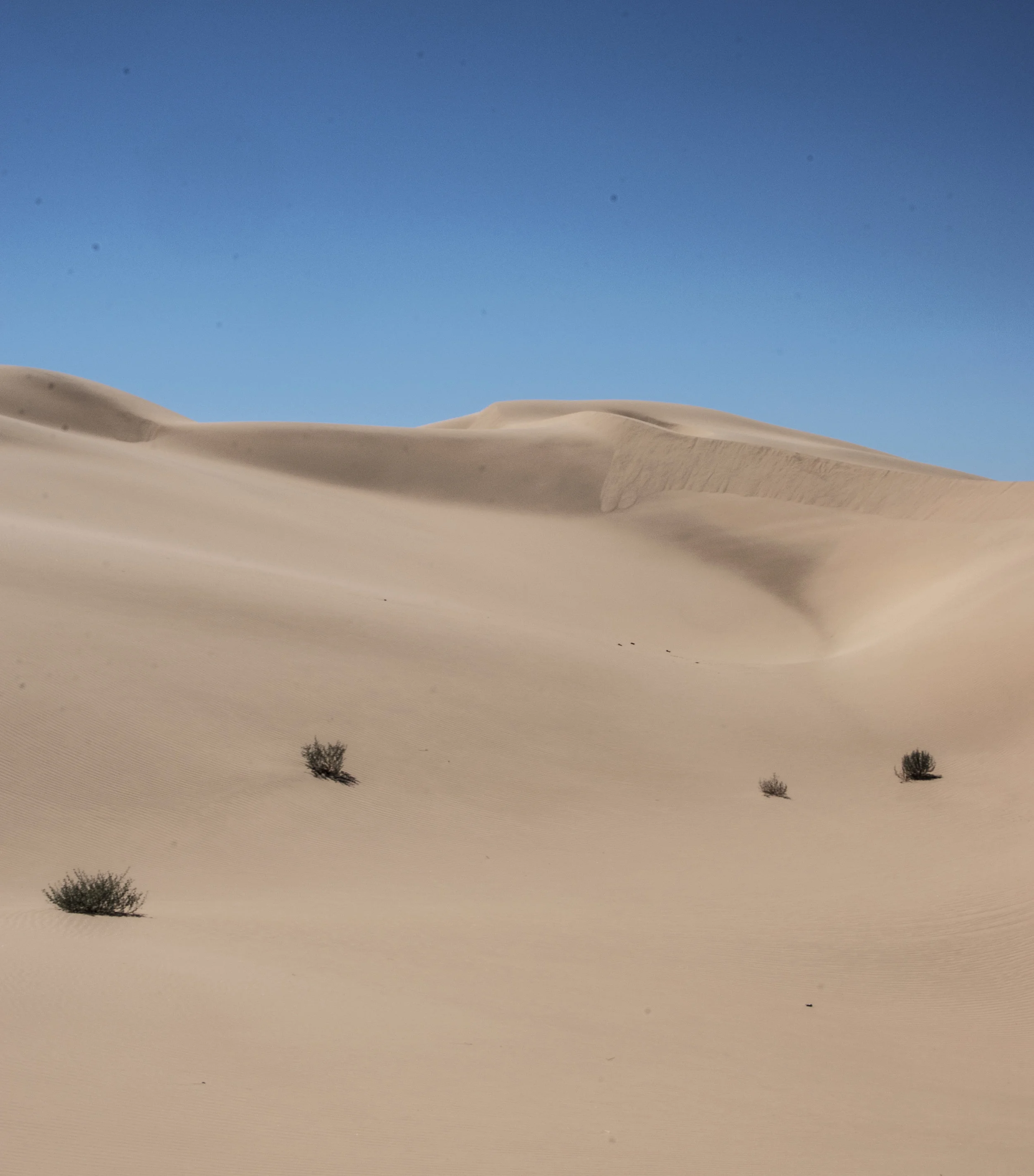 Dunes 2 copy.jpg