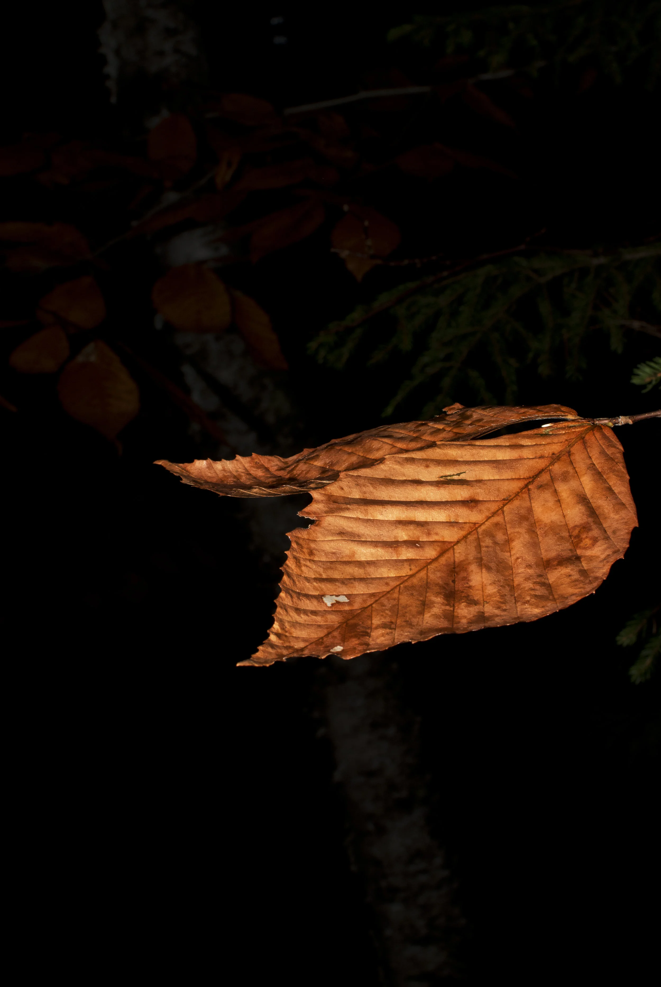 Maine Leaf 2.jpg