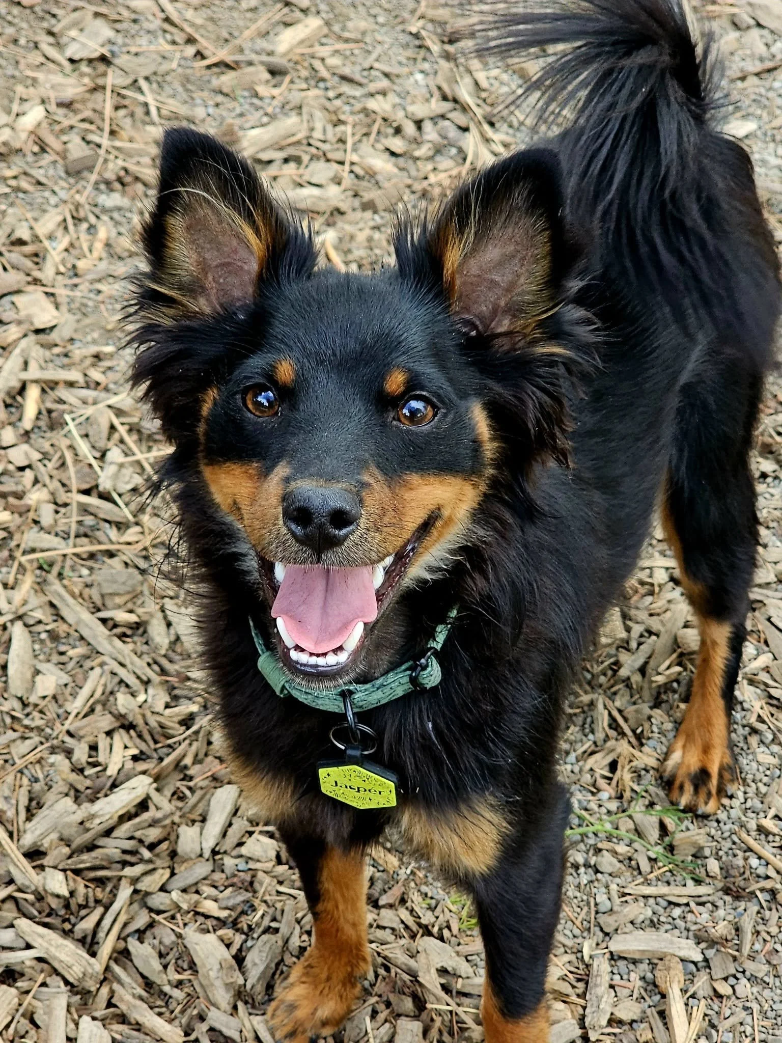A black dog, with red markings, that has pointy ears and a fluffy body and a curly tail