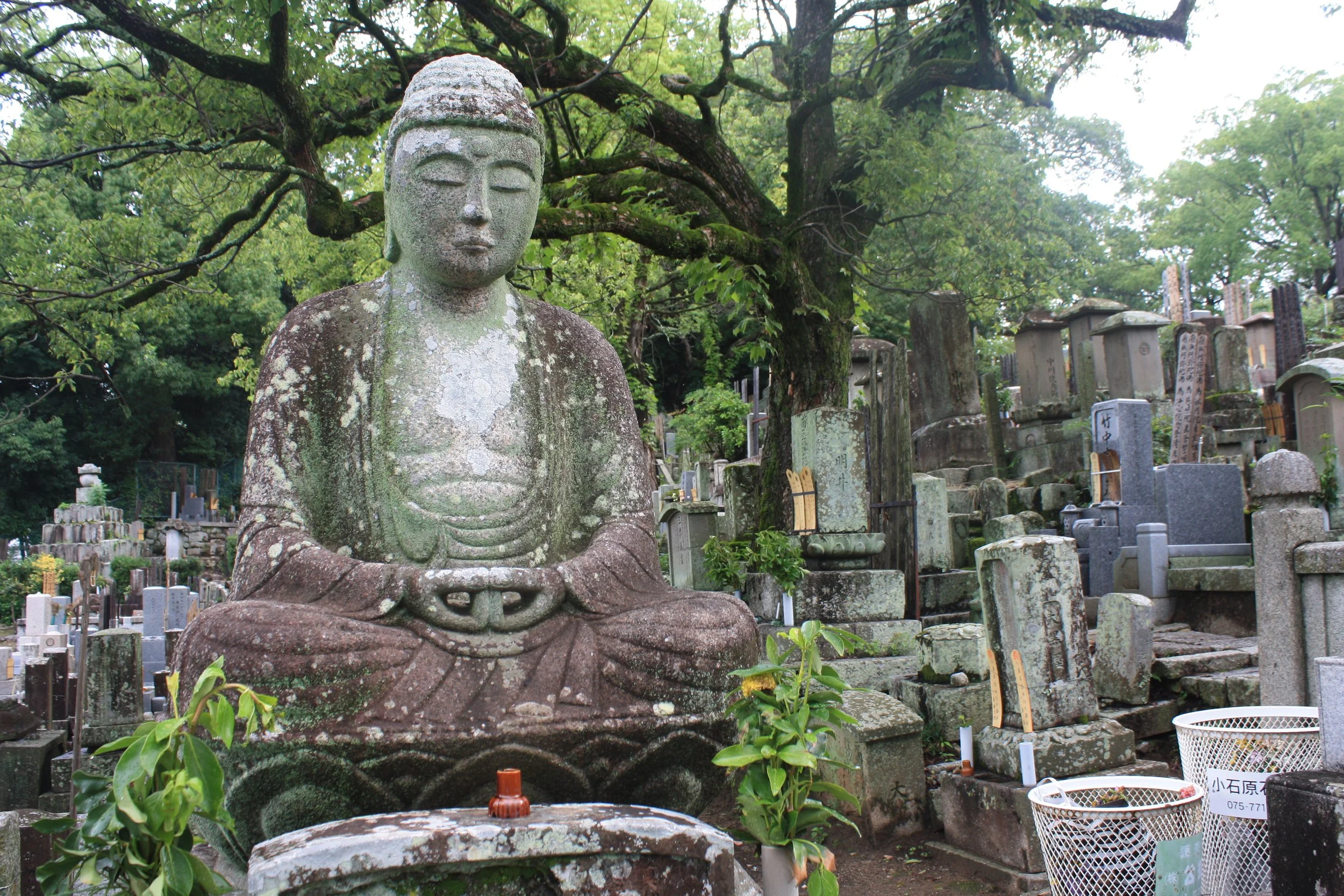 Foundations of Thai Massage