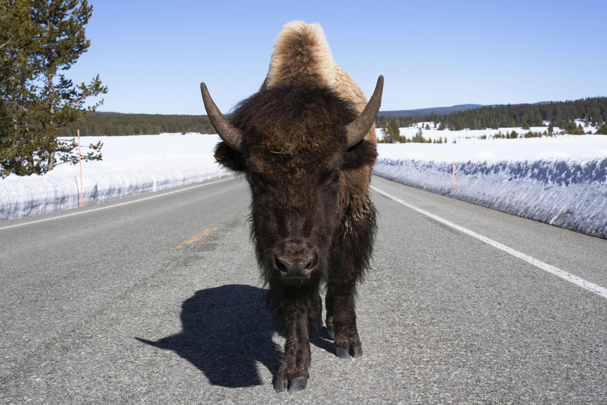 Lone Buffalo: Yellowstone NP