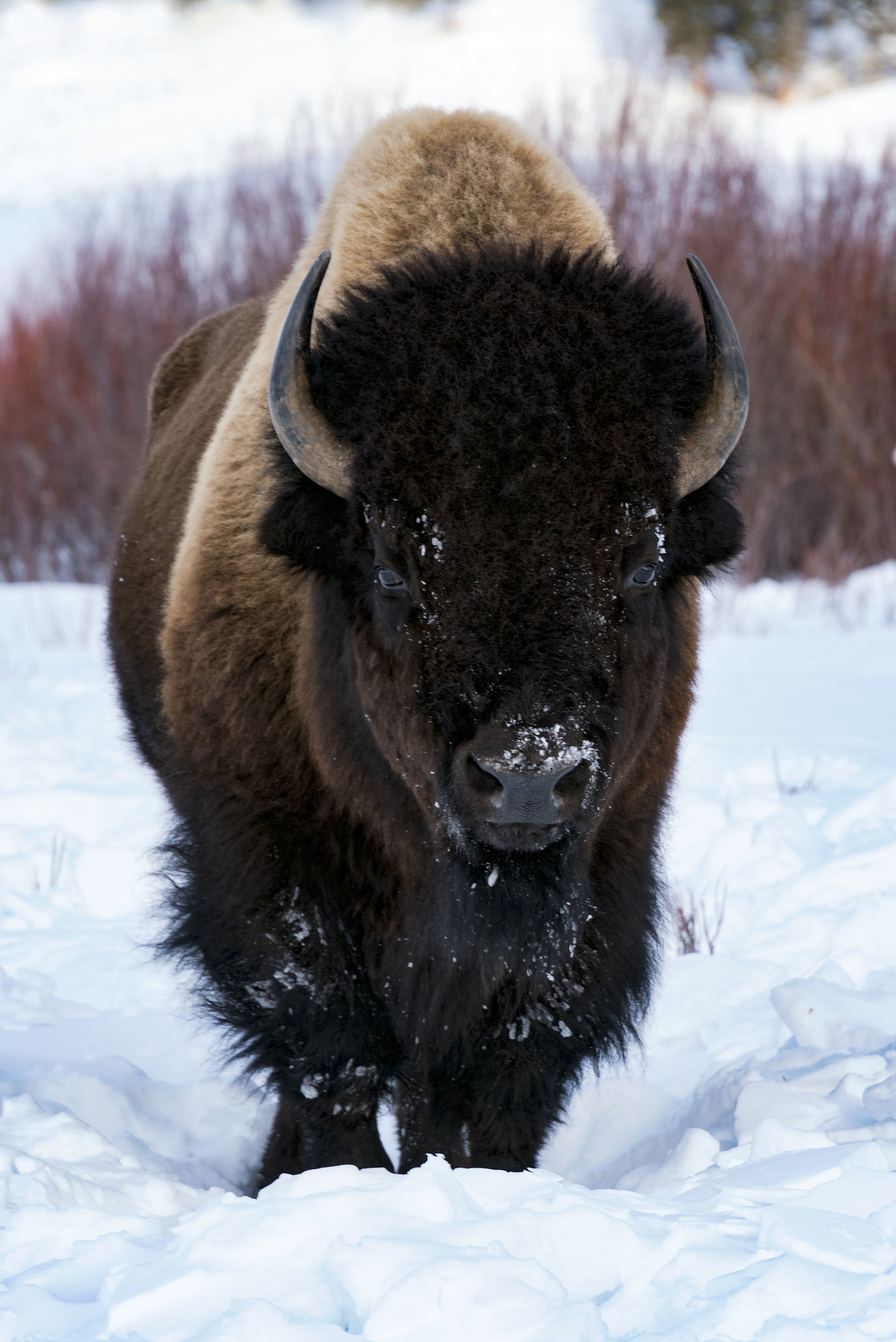 Winter Buffalo: Yellowstone NP