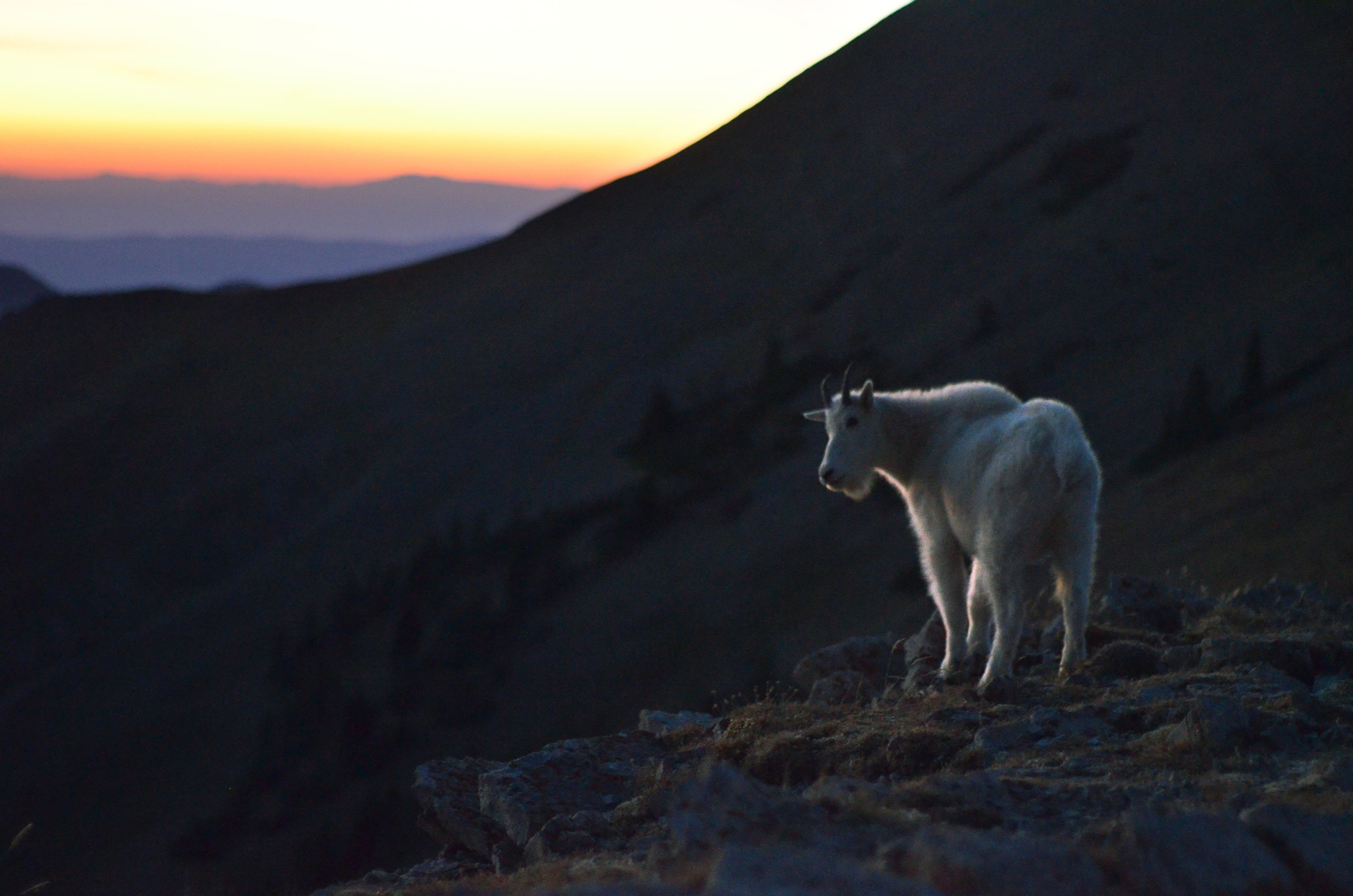 Mountain Goat: Sacagawea Peak, MT