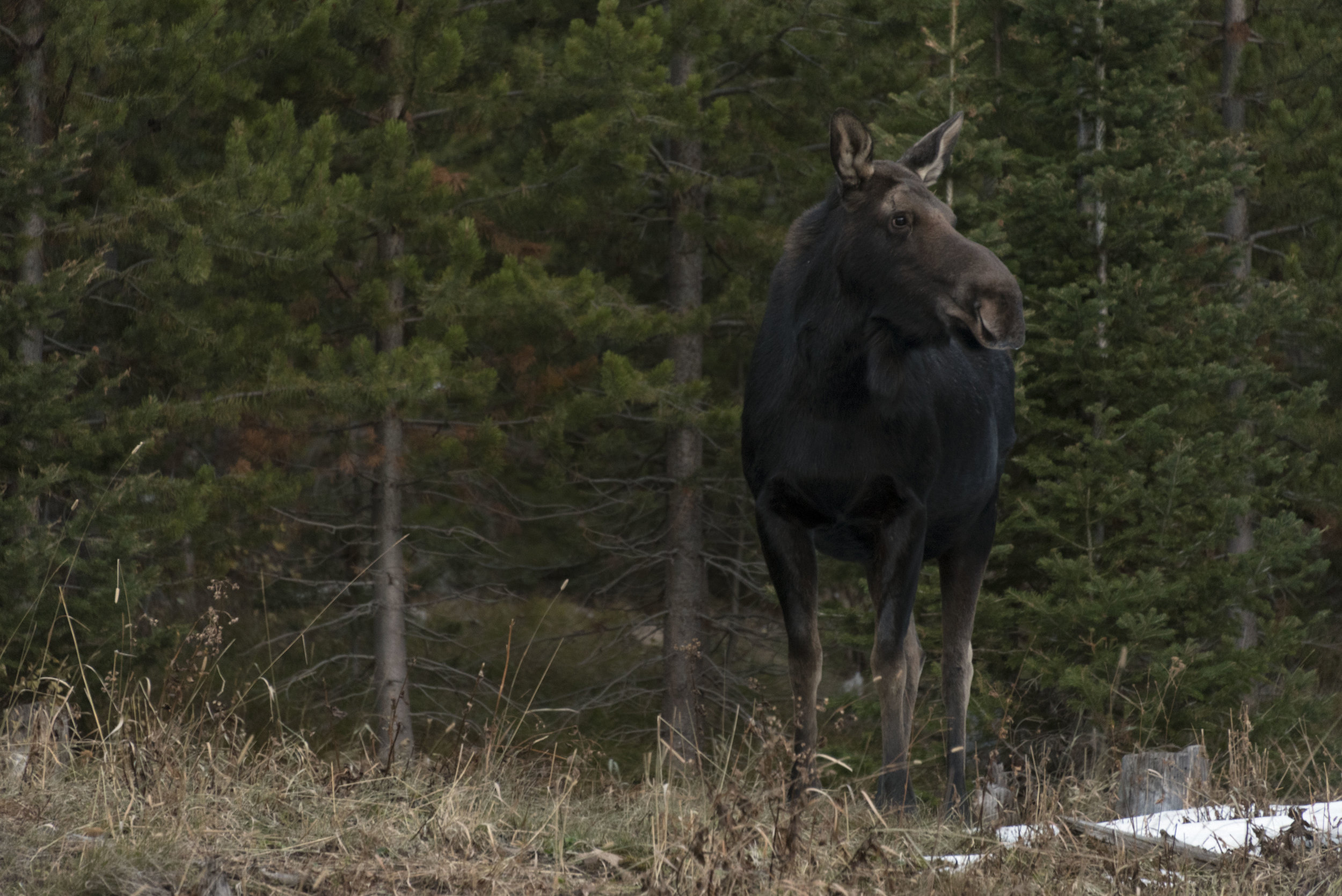 Moose: The Forest