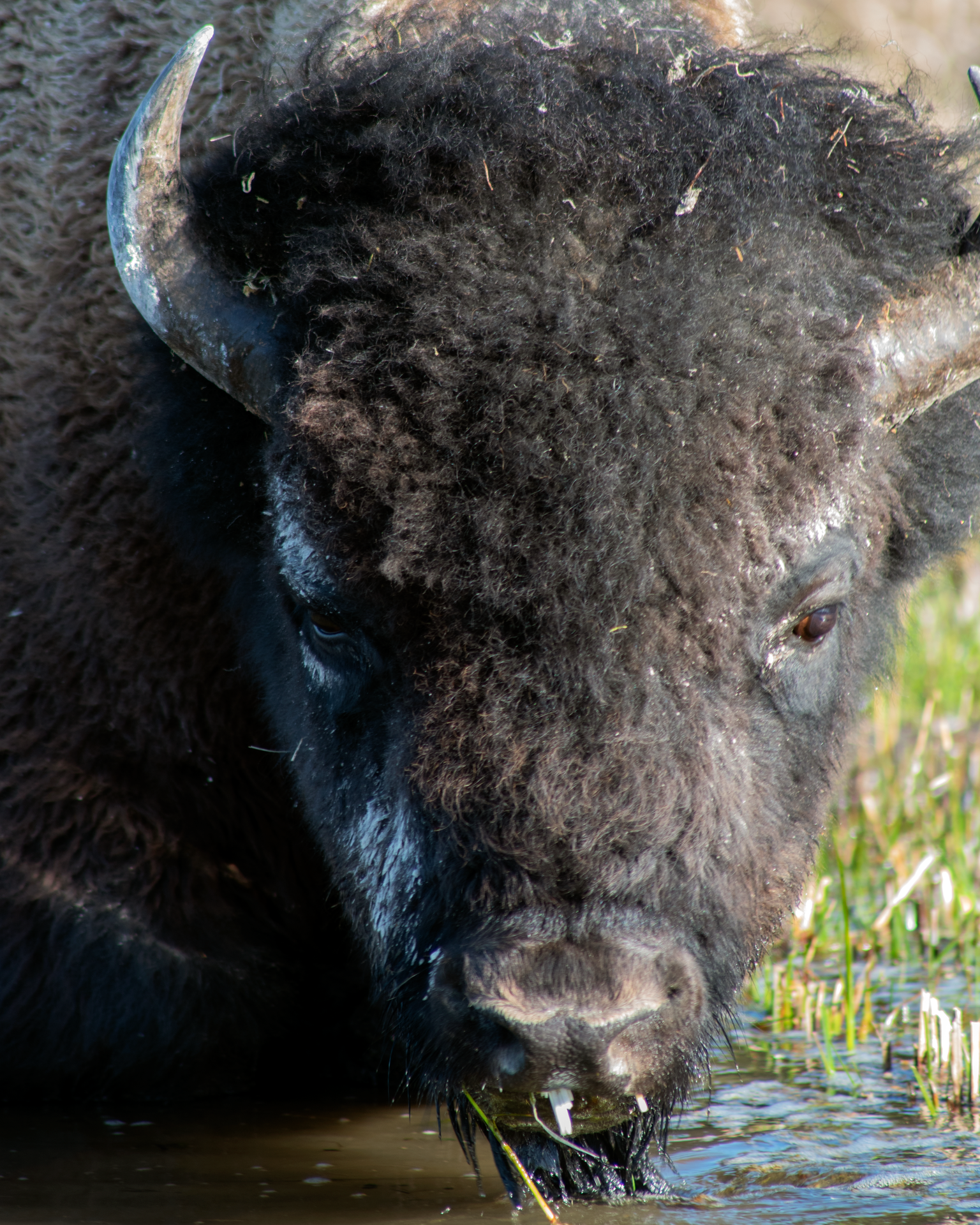 Intimidating Buffalo: Yellowstone NP