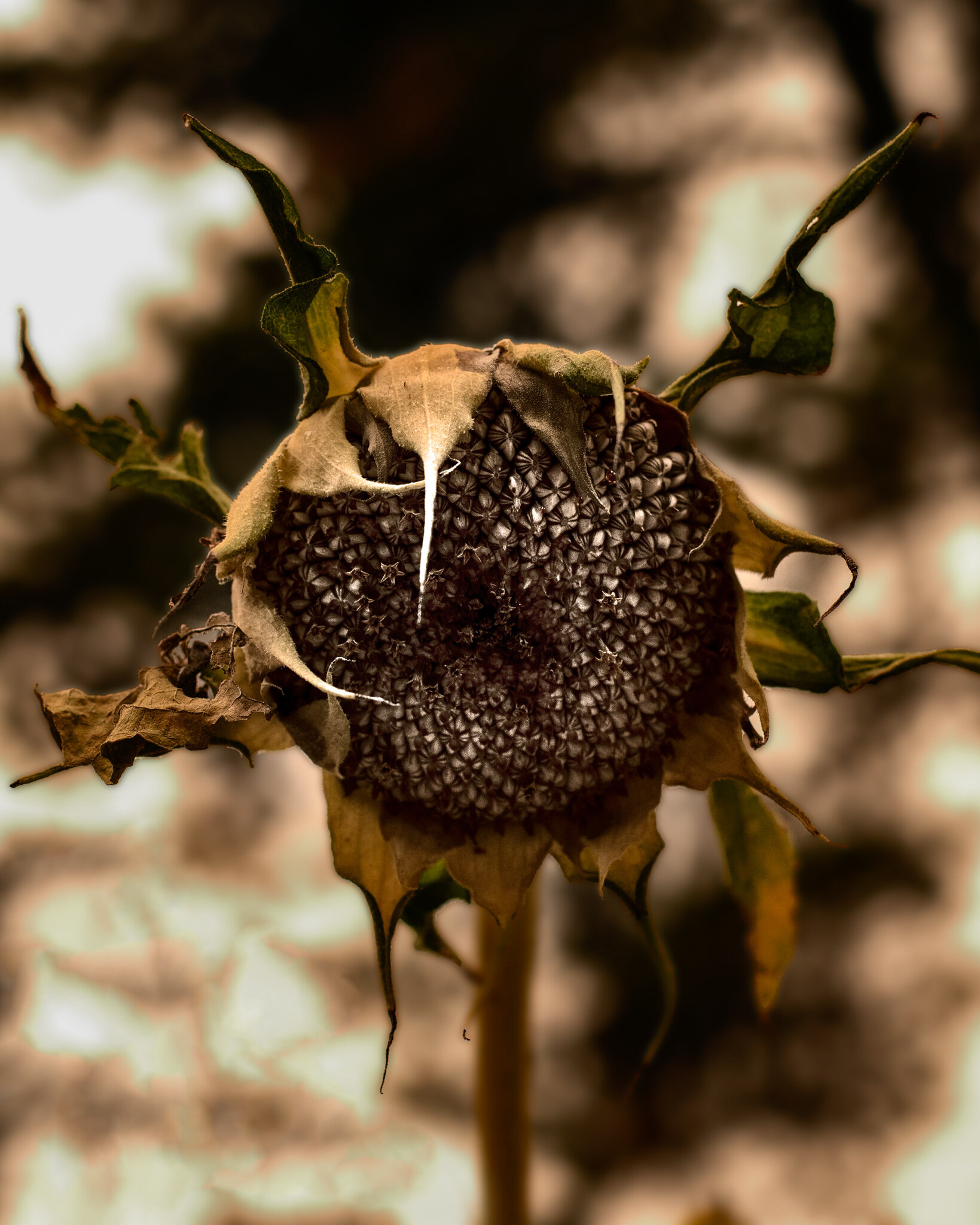 Dried Sunflower
