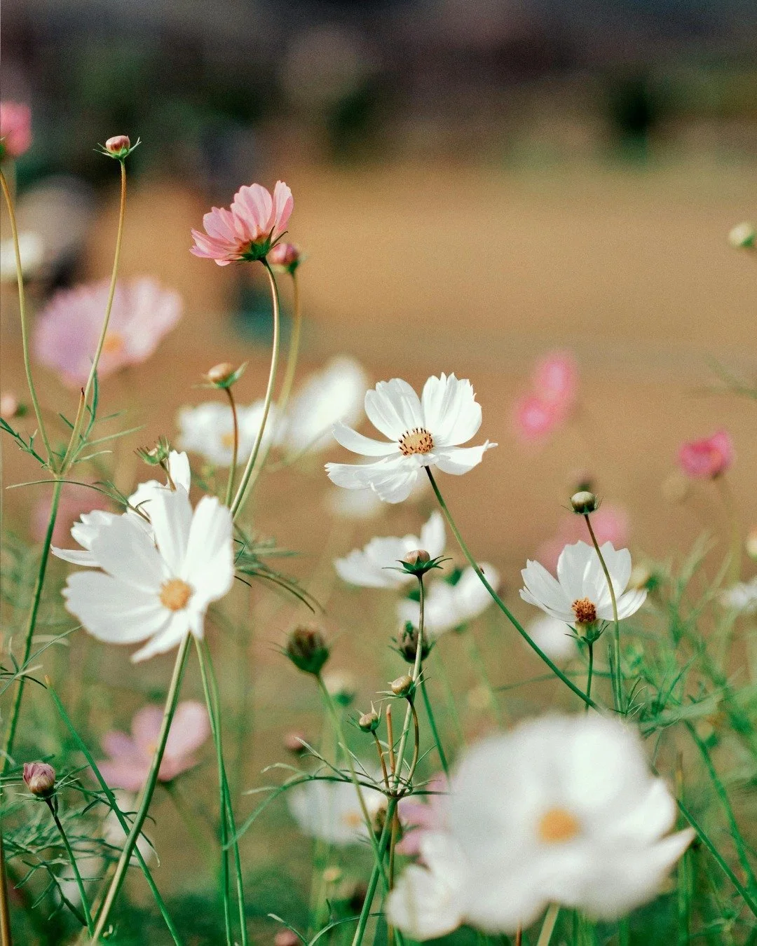 Longer days and brighter mornings are on the way☀️

Seasonal changes can affect our mood, energy levels, and motivation in ways we don&rsquo;t always notice.

Sometimes the best reset is something simple:
&bull; Stepping outside for fresh air
&bull; 