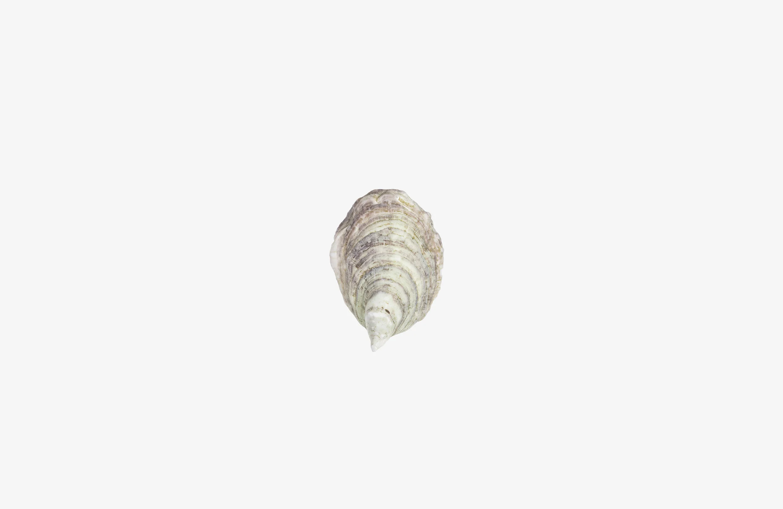 oystershell_blankcanvas_03_fullsize_2.jpg