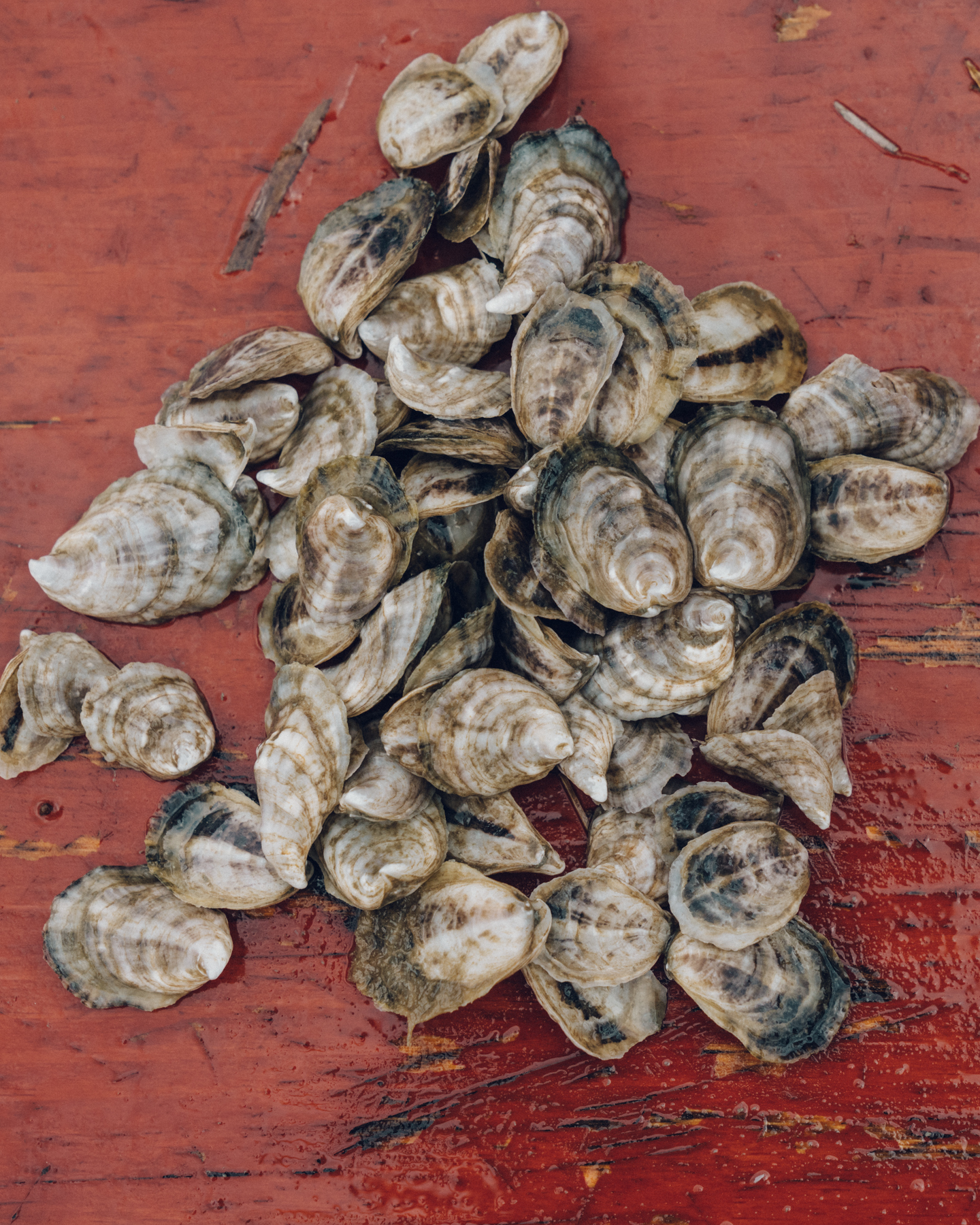 oysters_05.jpg