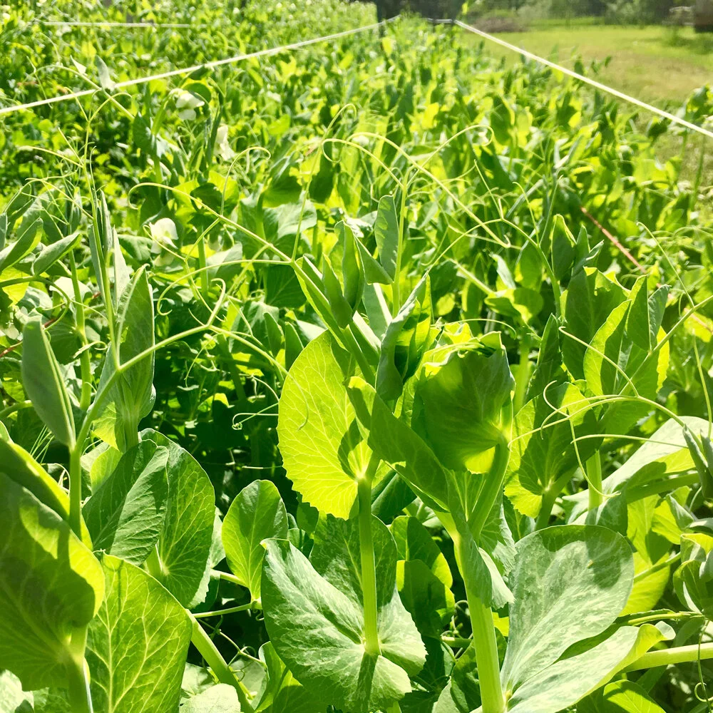 Peas.jpg