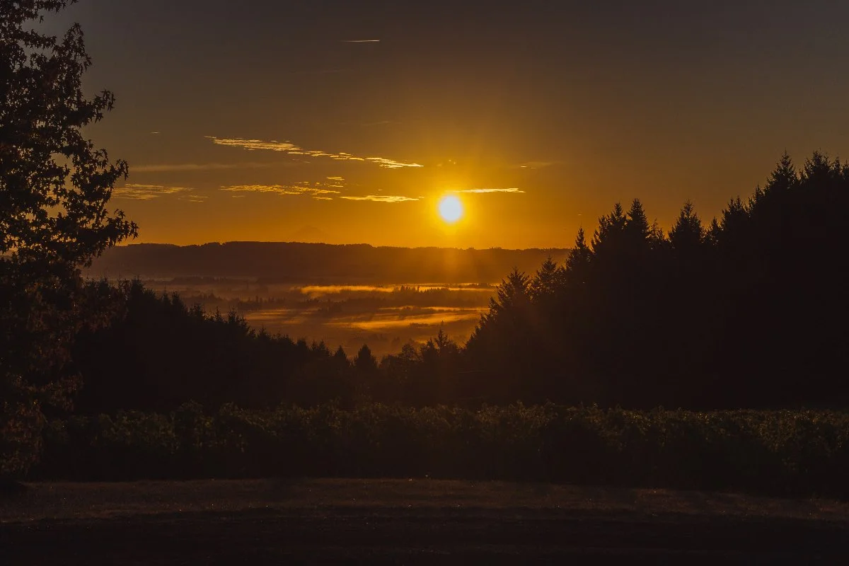 18-vineyard-sunset.jpg