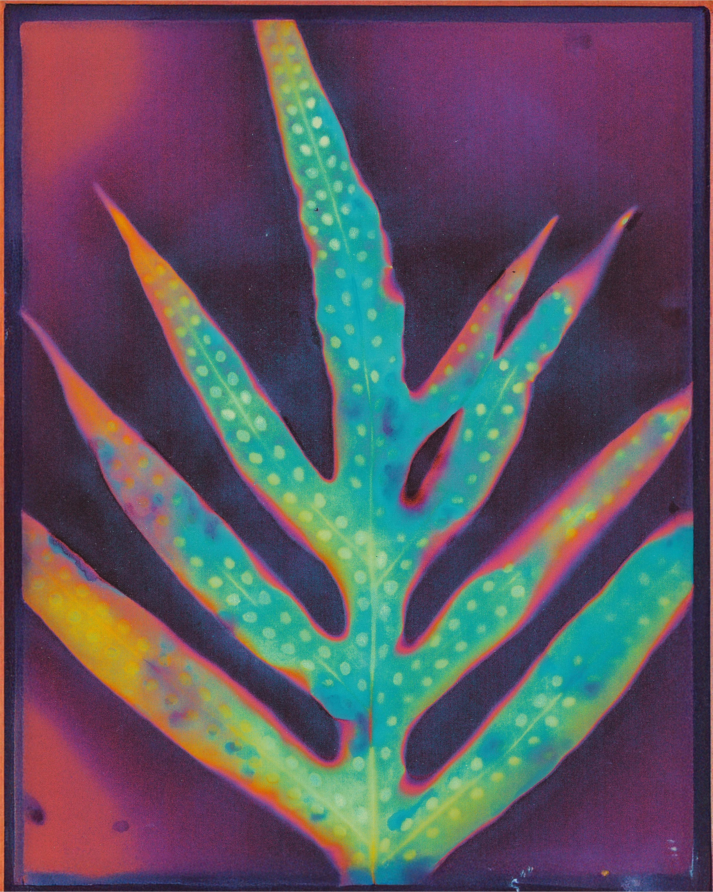 Microsorum scolopendria
Lumen print, botanical and chemical process with digital post processing