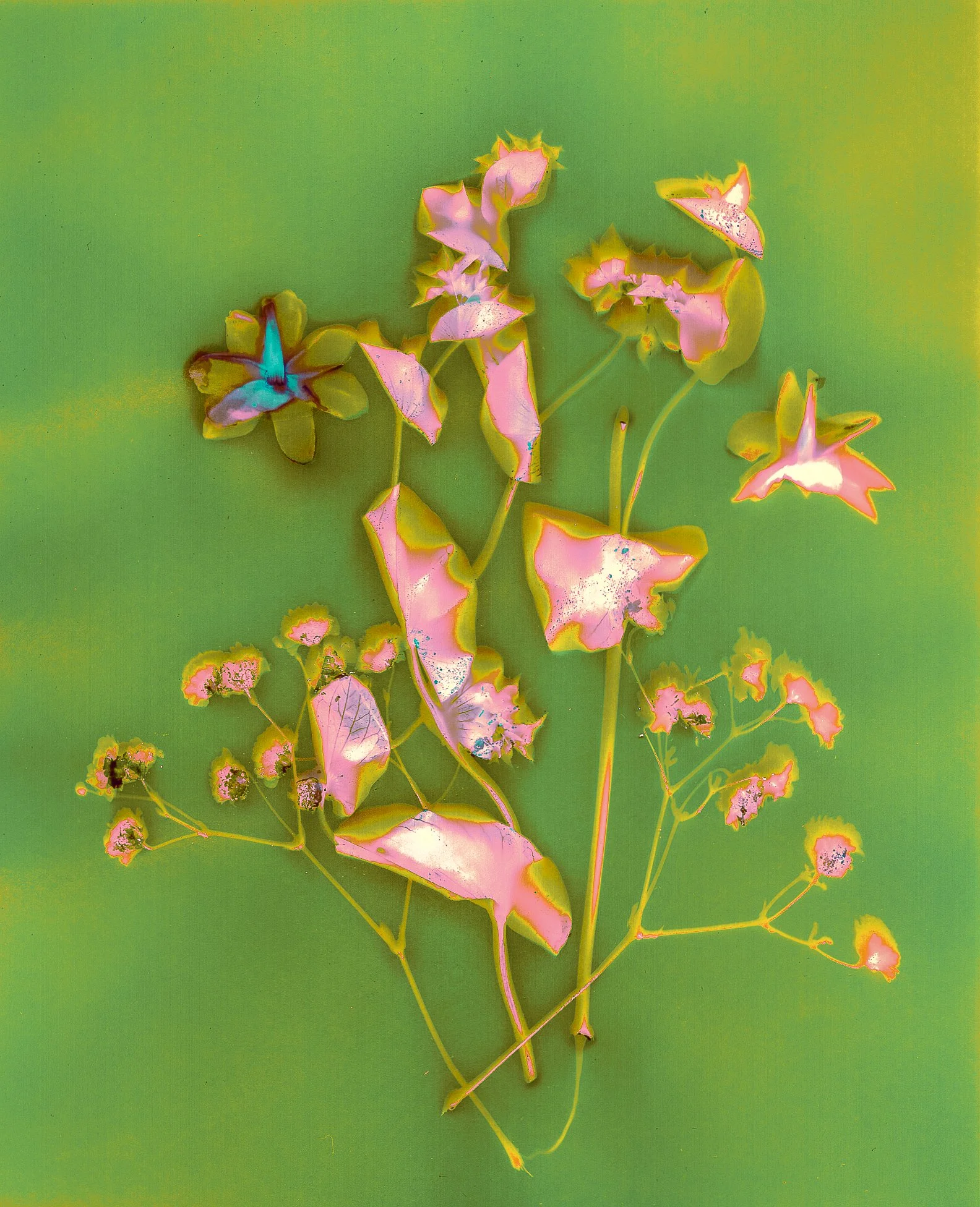 Untitled
Lumen print, botanical and chemical process with digital post processing