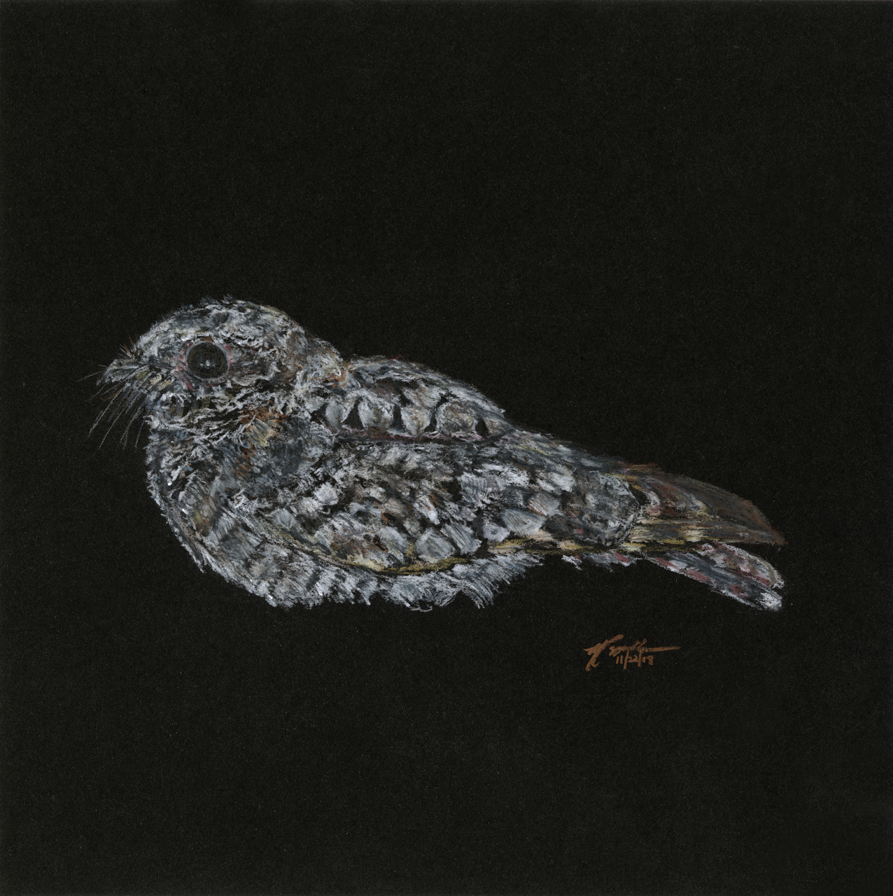 Common Poorwill 2 Large.png