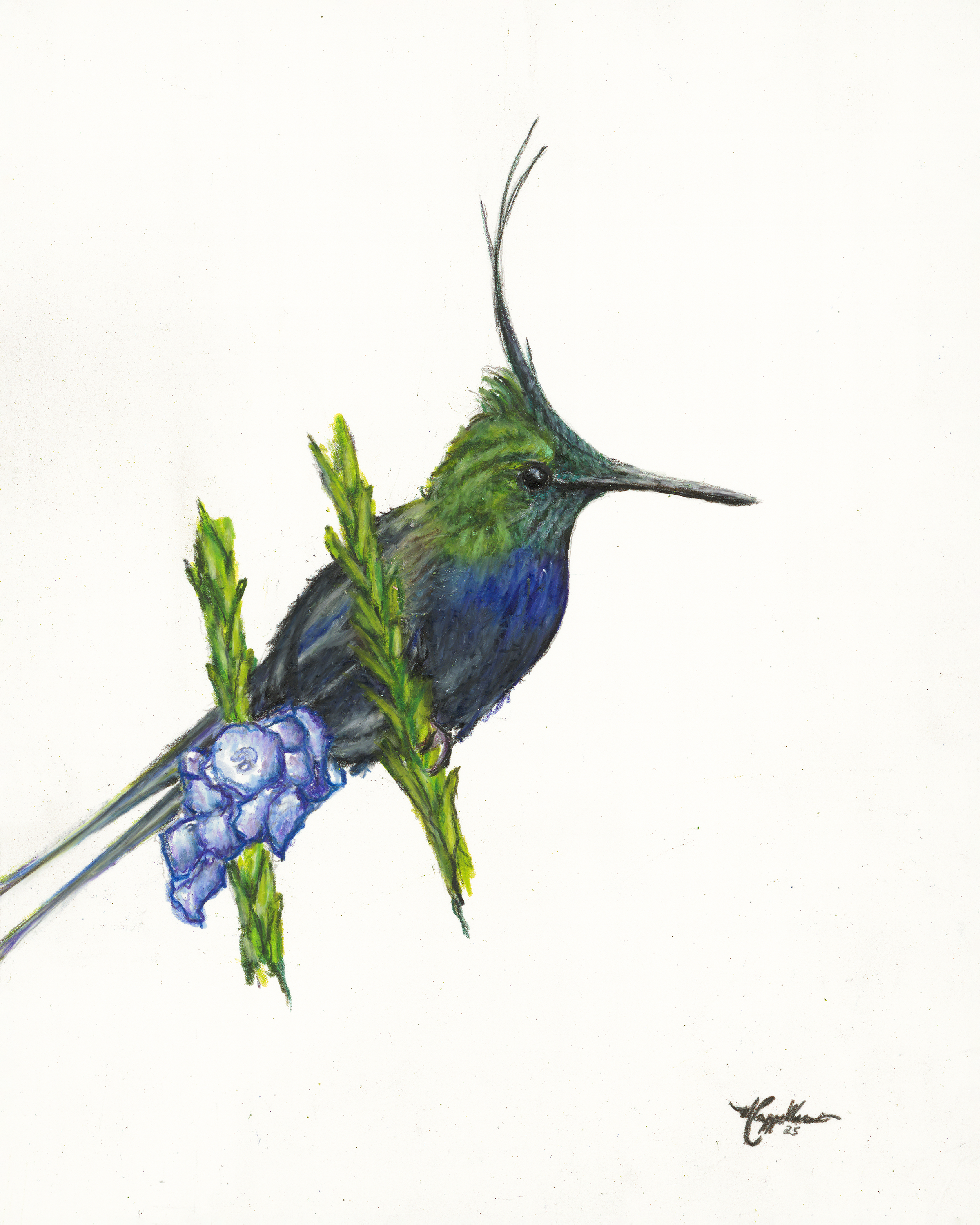 Wire-crested Thorntail.png