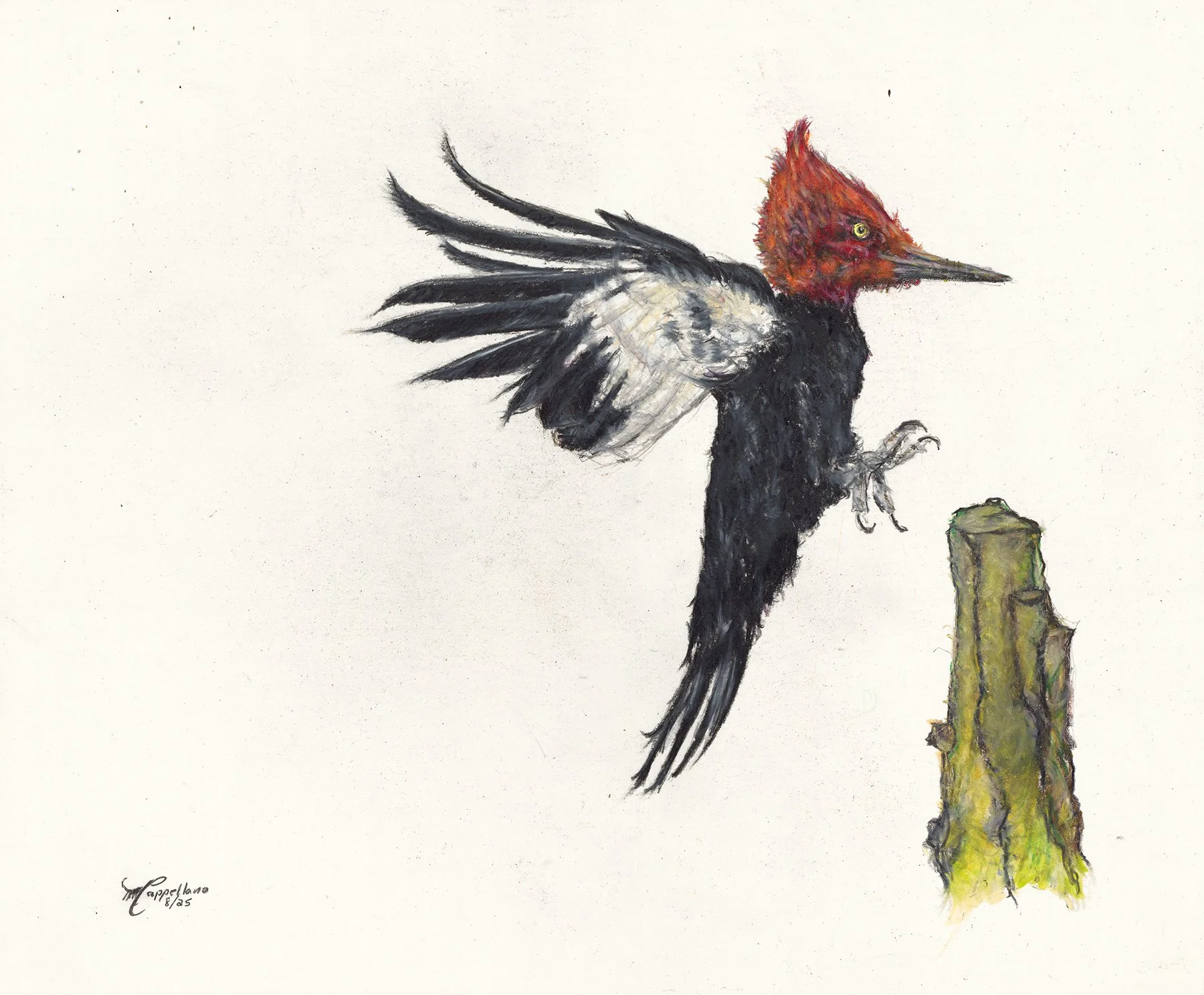 Magellanic Woodpecker.jpg