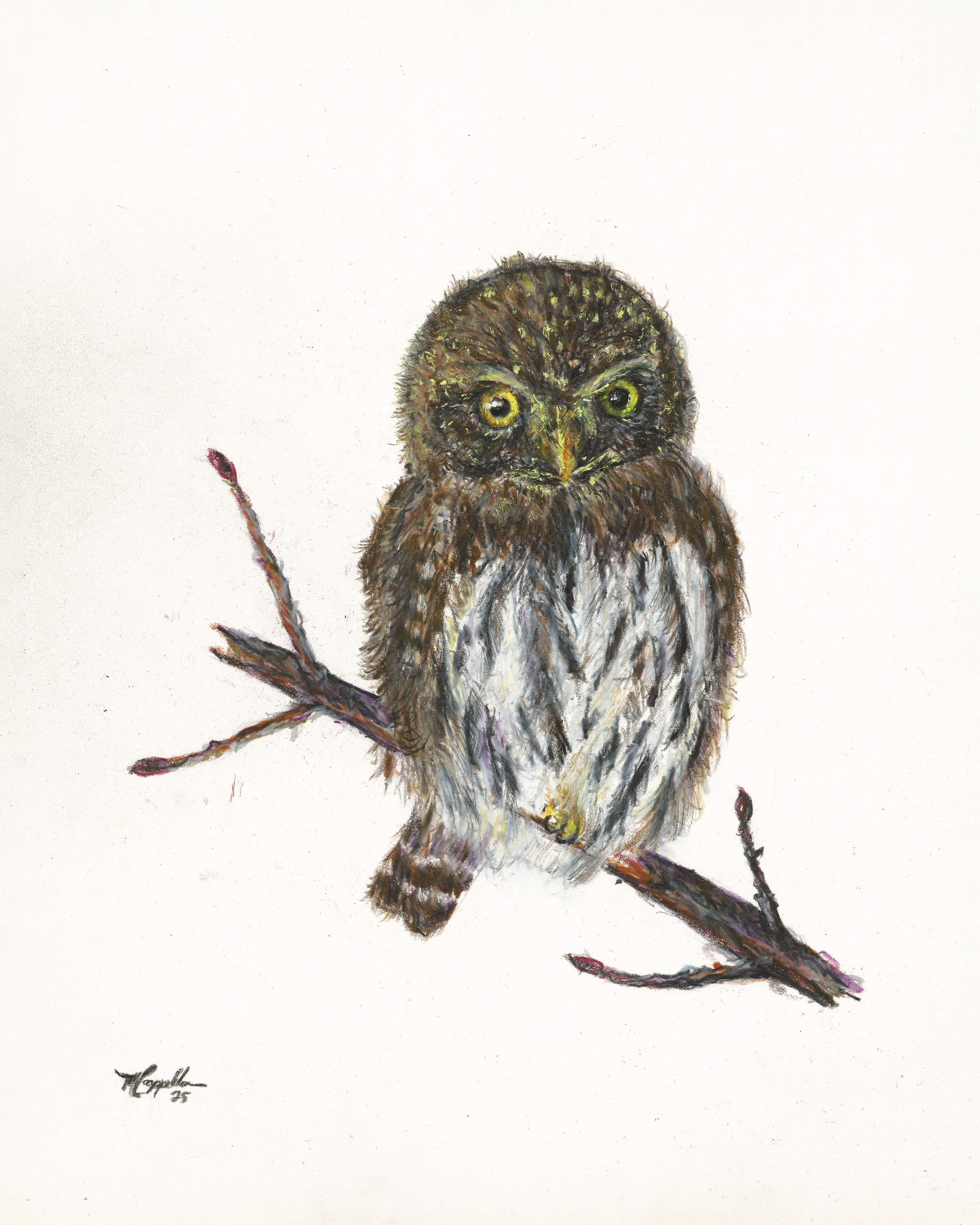 Pygmy Owl.png