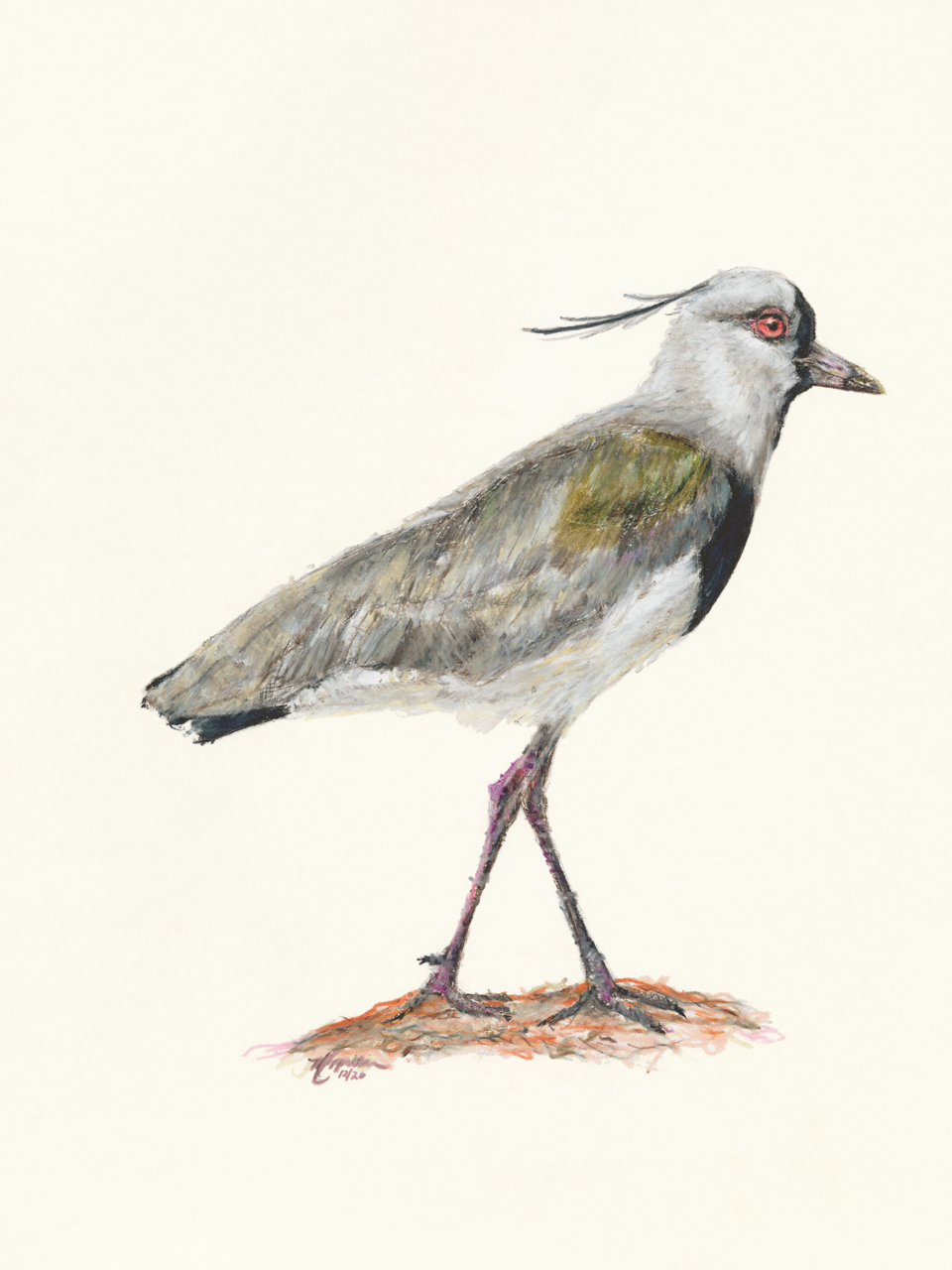 Southern Lapwing 2 Large.png