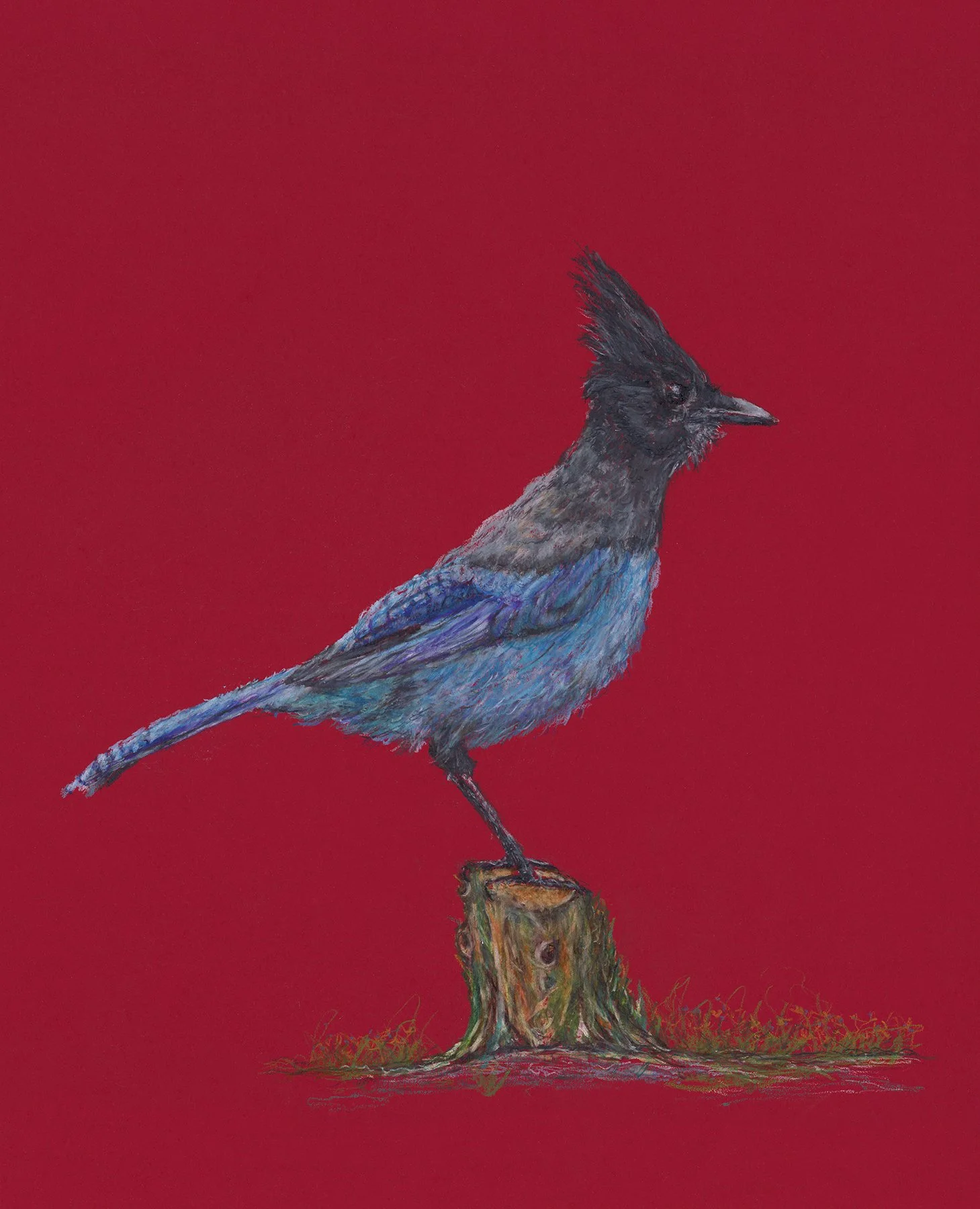 Stellars Jay RED-nosig.jpg