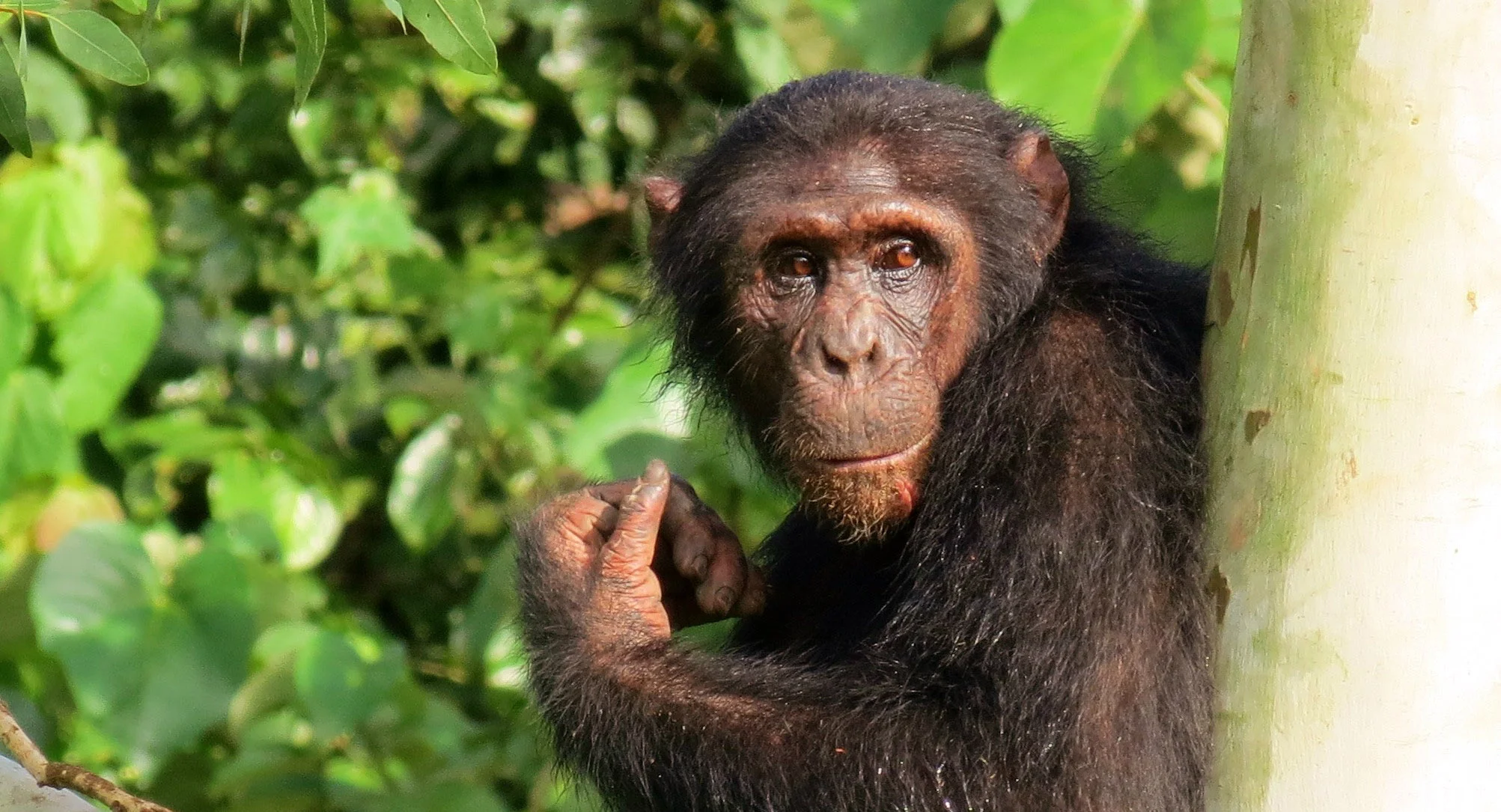 CS - PROJECTS Banner.jpg