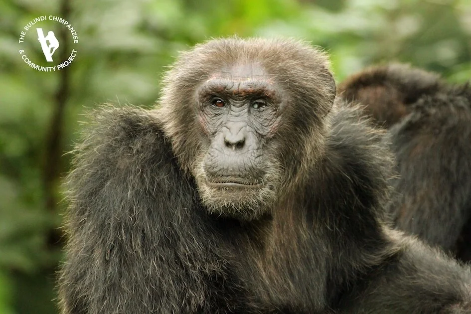 GUEST BLOG: Changing of the Guard by Dr. Matt McLennan