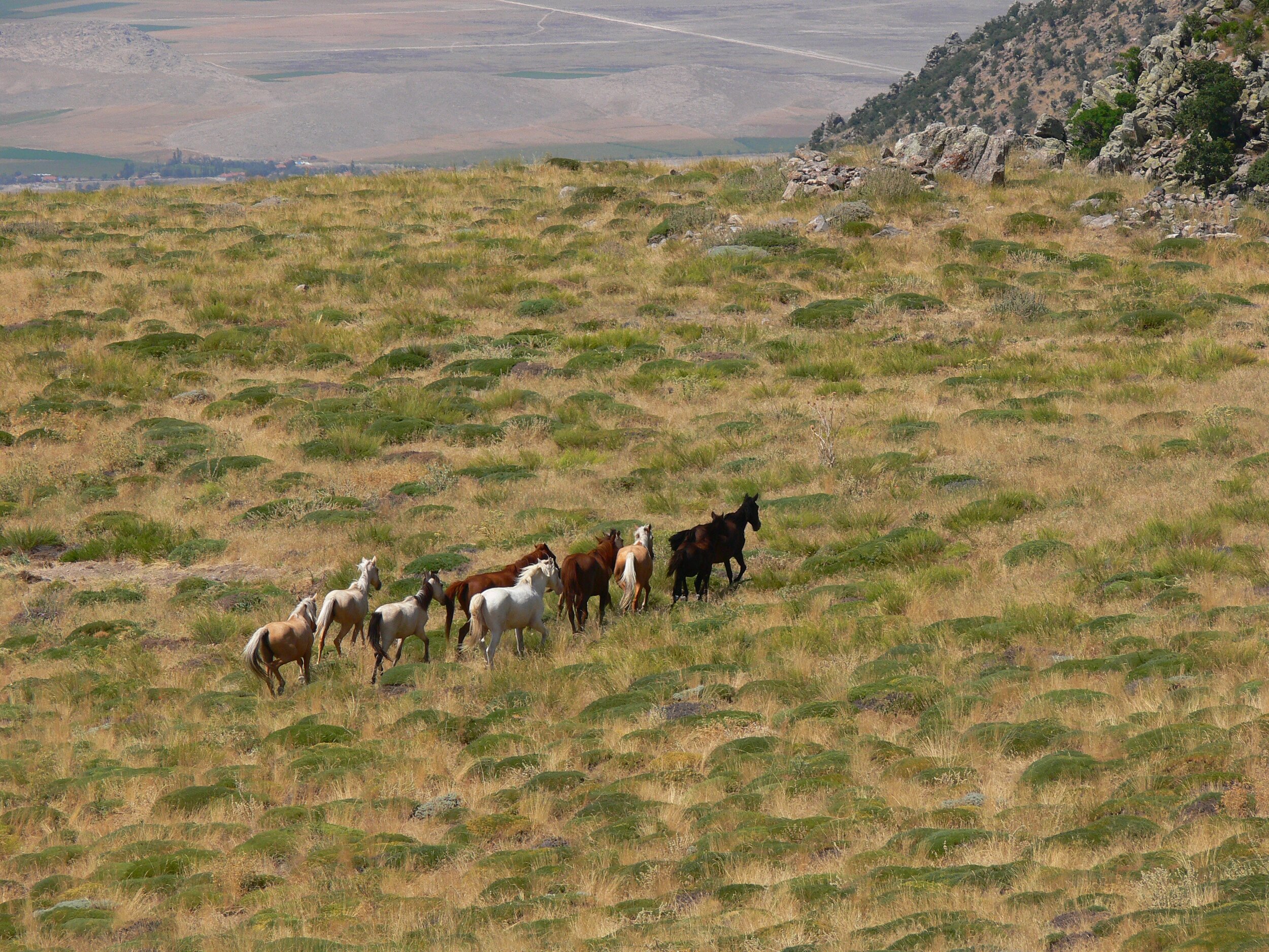 The Ecological Impacts of Wild Horses