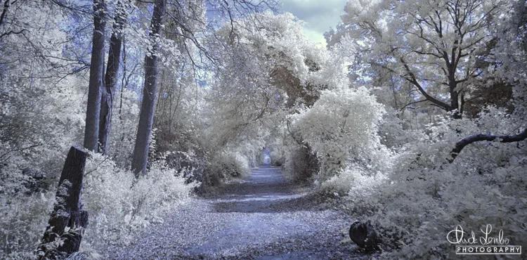Path to the Bay