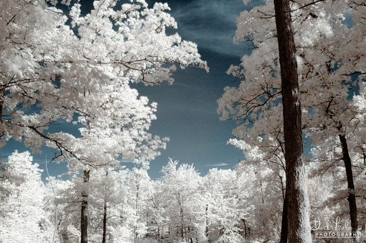 Treetops
