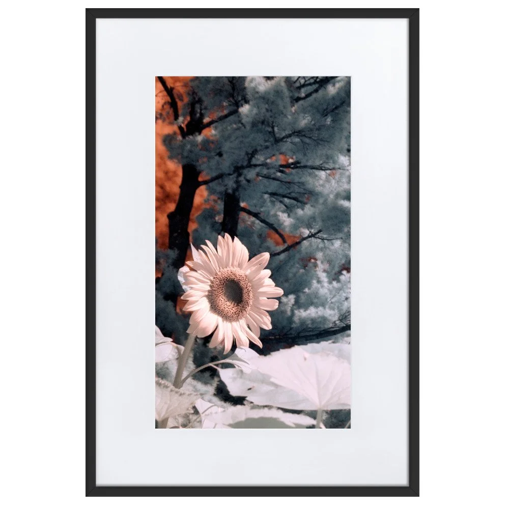 matte-paper-framed-poster-with-mat-(cm)-black-61x91-cm-transparent-643c48e5ba443.jpg