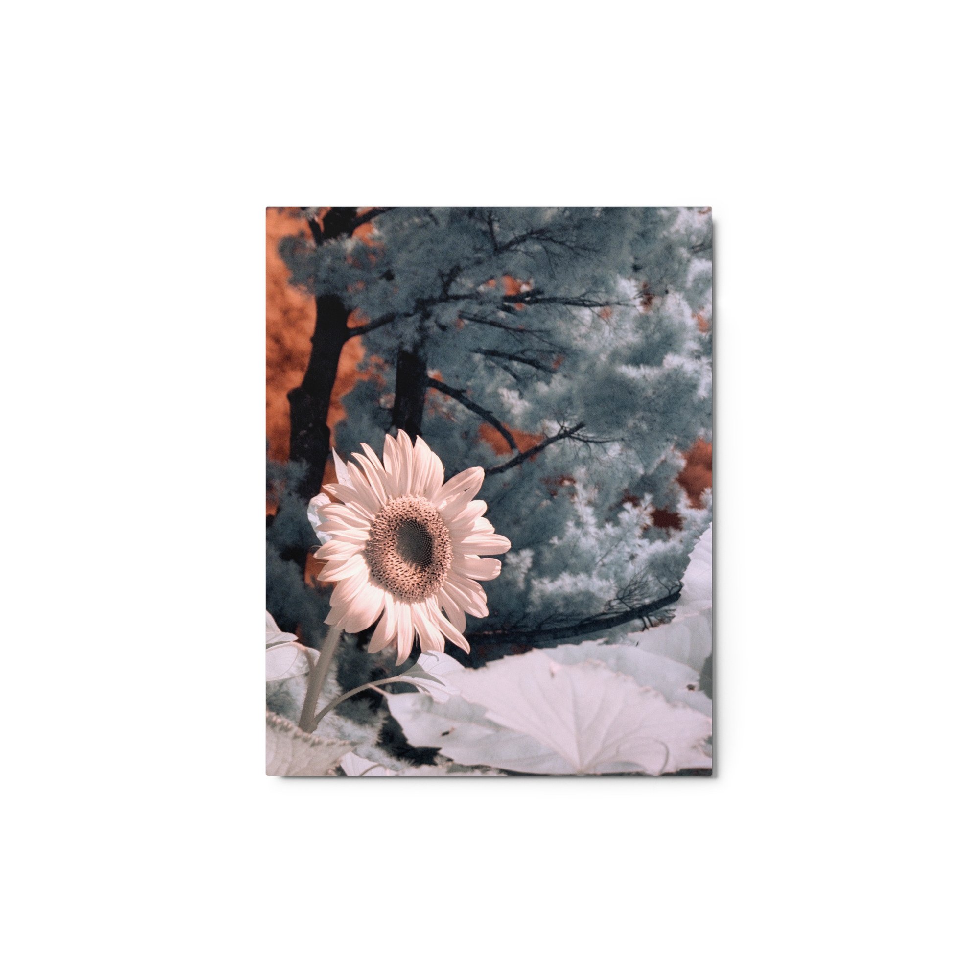 glossy-metal-print-(in)-white-11x14-front-643c49d88f31d.jpg