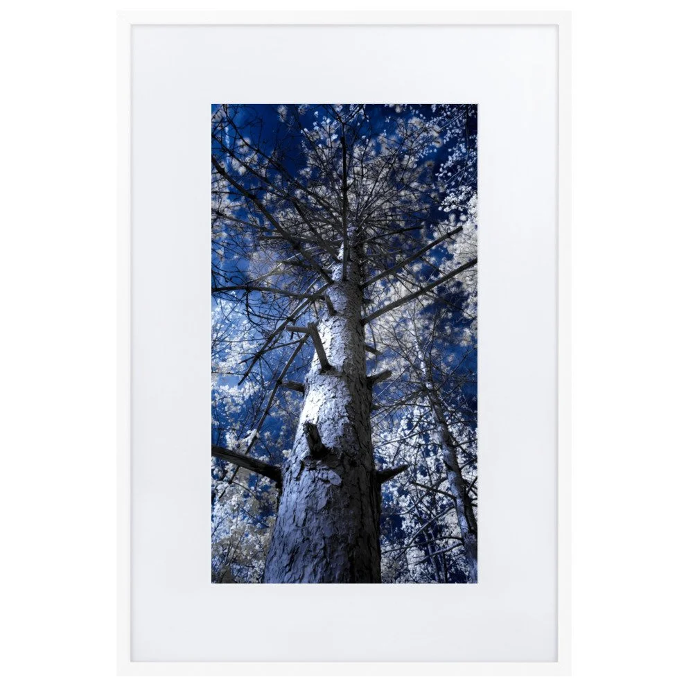matte-paper-framed-poster-with-mat-(cm)-white-61x91-cm-transparent-643c4b5a760f2.jpg