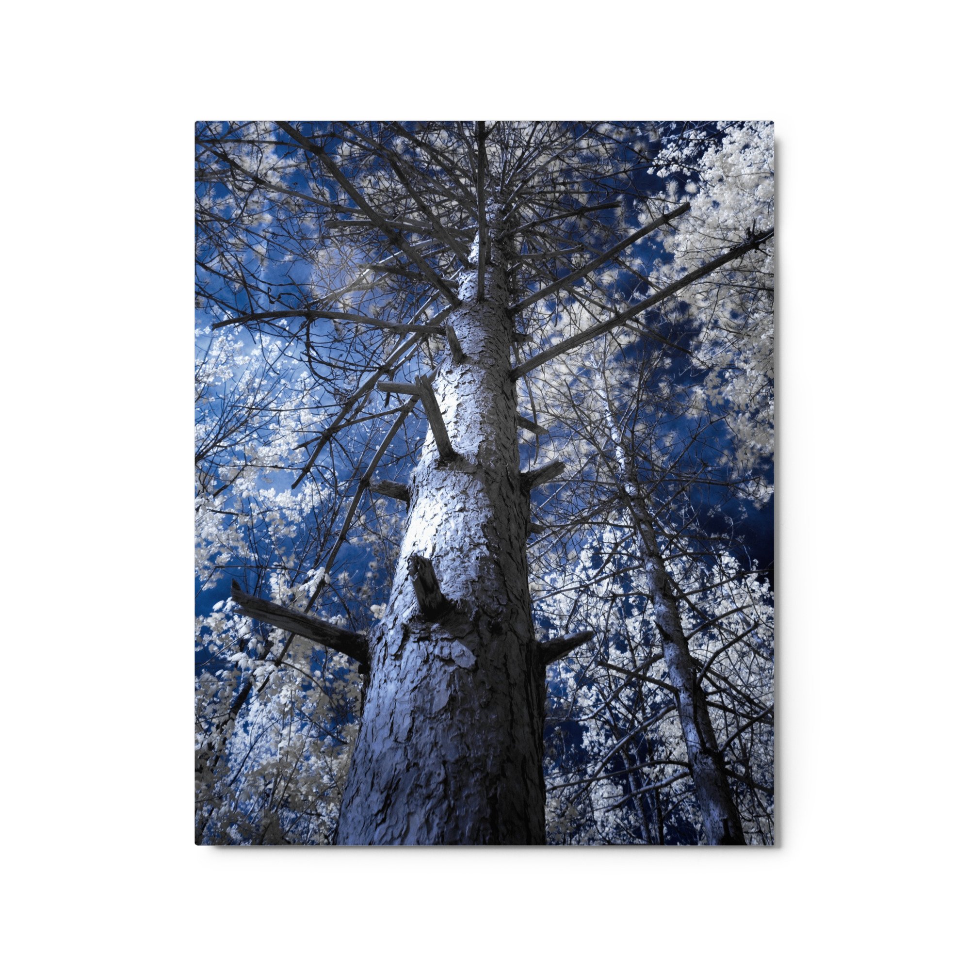 glossy-metal-print-(in)-white-16x20-front-643c4c4cc9e9c.jpg
