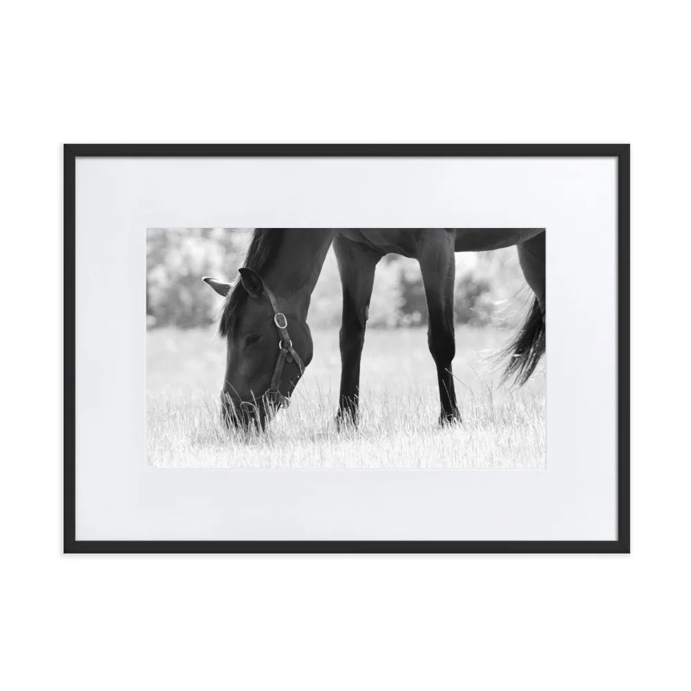 matte-paper-framed-poster-with-mat-(cm)-black-50x70-cm-transparent-65343d1a584d4.jpg
