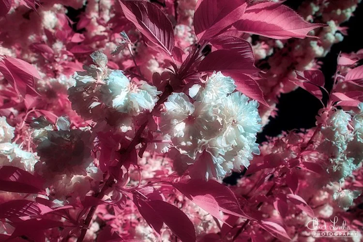 Cherry Blossoms