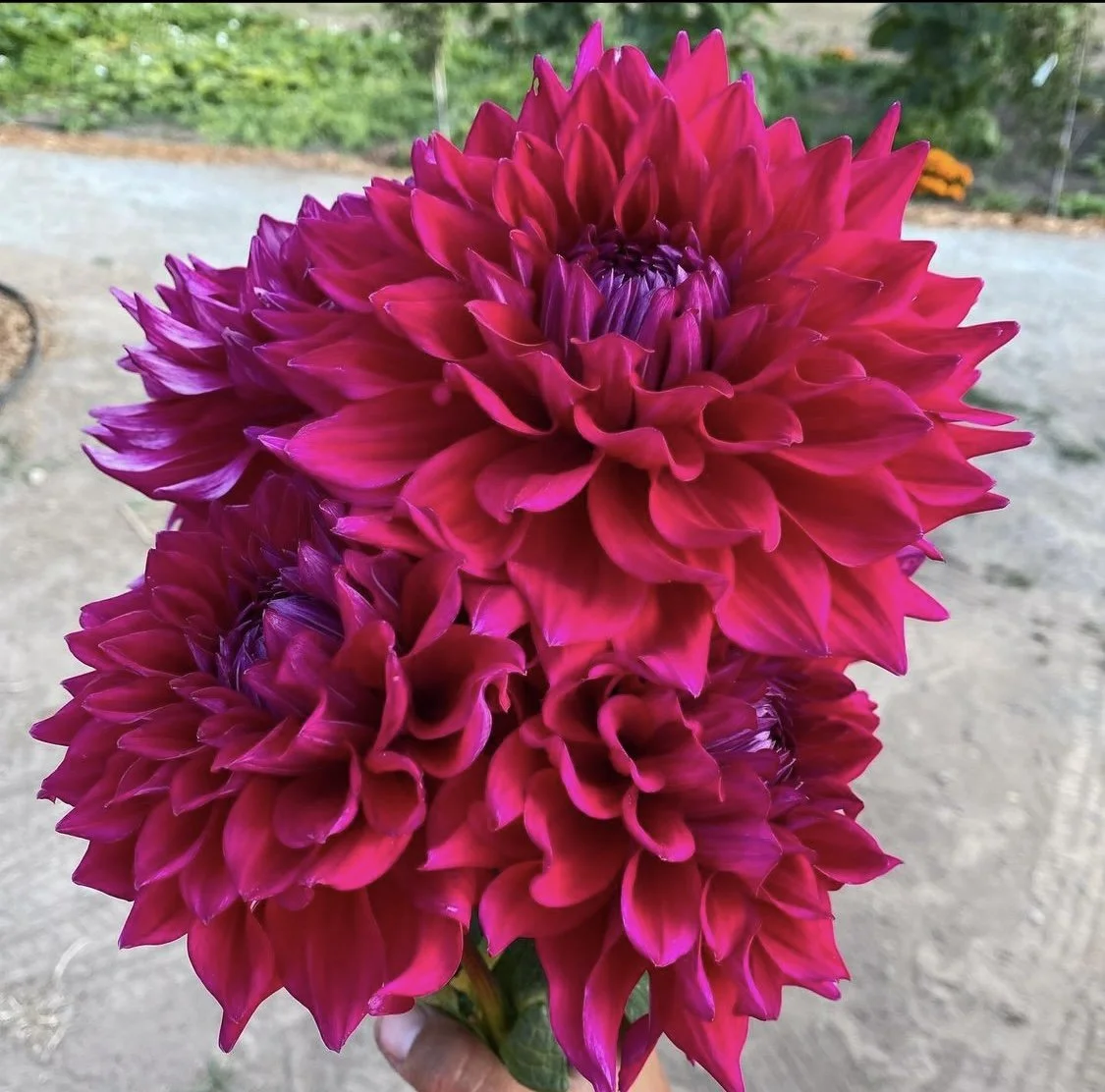 SHOP — vallejo street dahlias