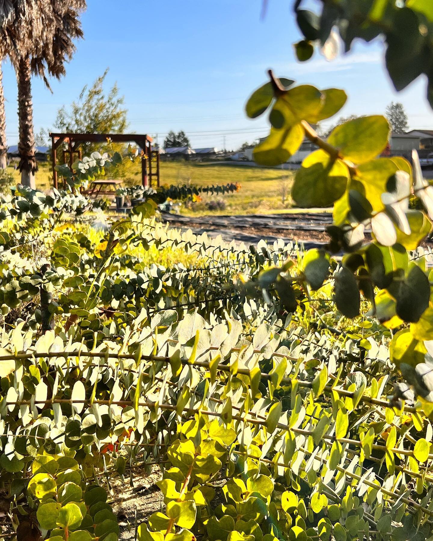 Smelling heavenly in our eucalyptus row! Pruning back so we have tons of beautiful shoots to share with our u-pick and subscription customers this year! 🌿🌿🌿🌿🌿🌿