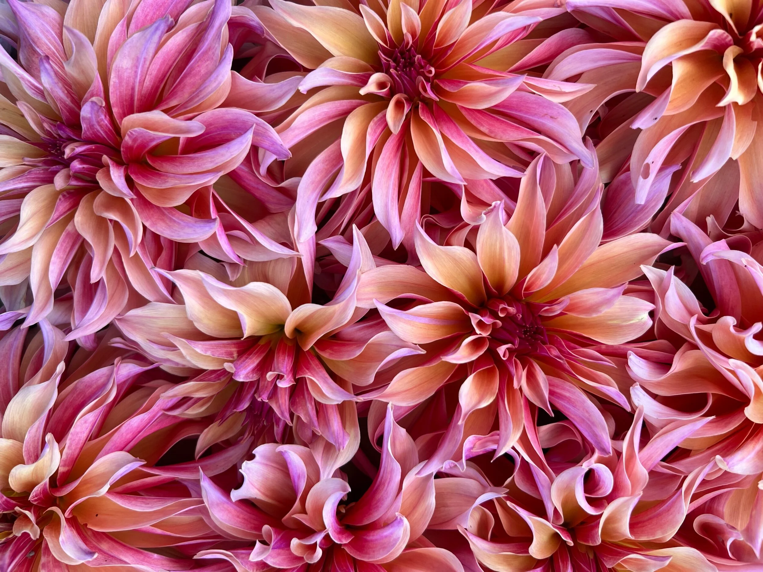 ECF934BC-49D4-4DD7-B869-67B0ABD651BD