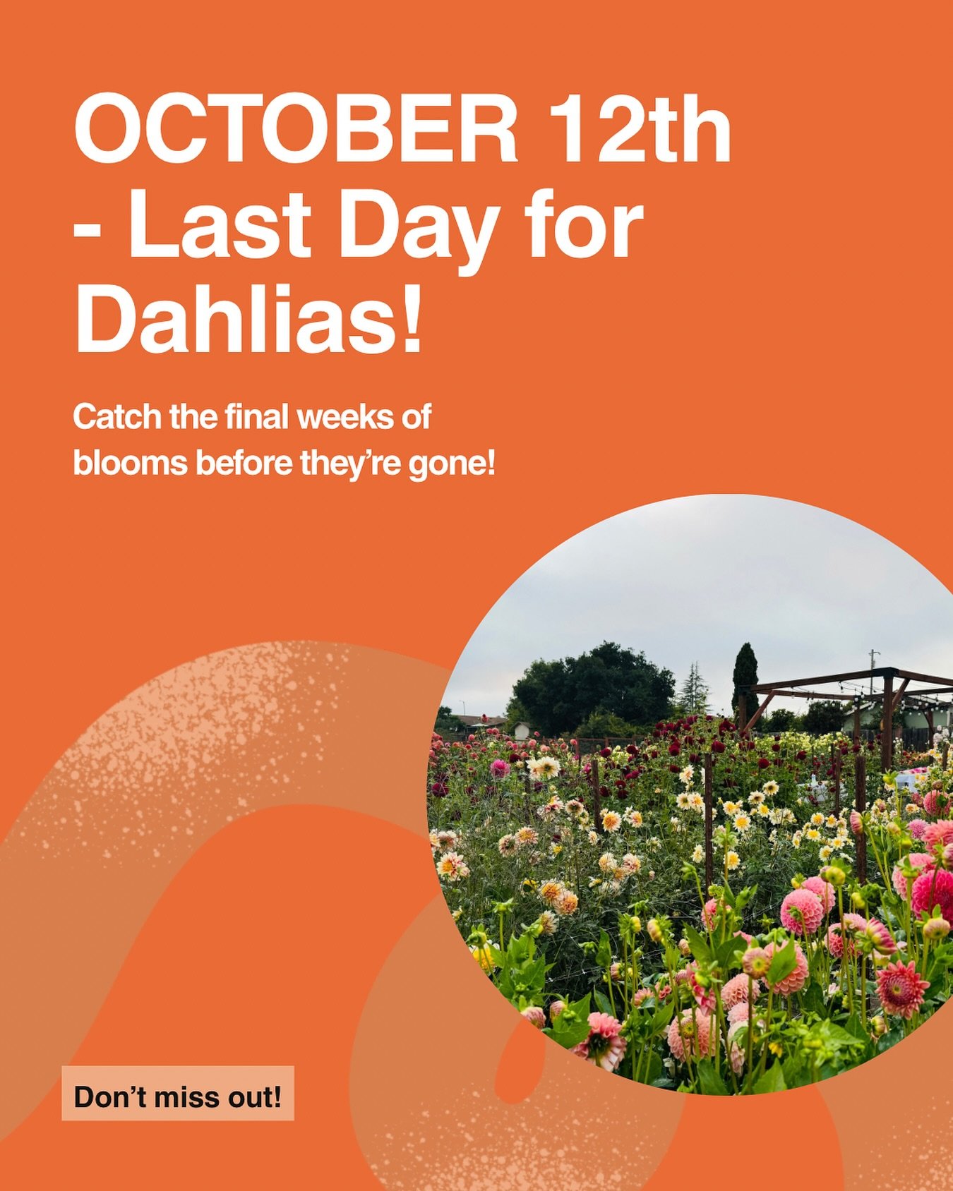 The end of our season is right around the corner! Come enjoy the beauty of our field and take some with you before we close for the year. 🌸🤙🏼