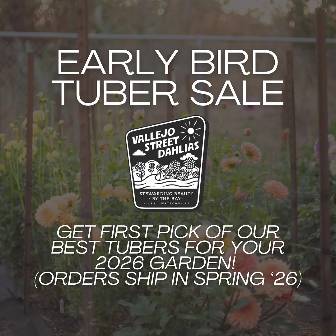 Want to try your hand at growing dahlias in 2026? Your first chance to grab the best of our tubers happens SATURDAY September 6th at 8am! Mark your calendar, and head to our website then to grab some beauty for yourself!