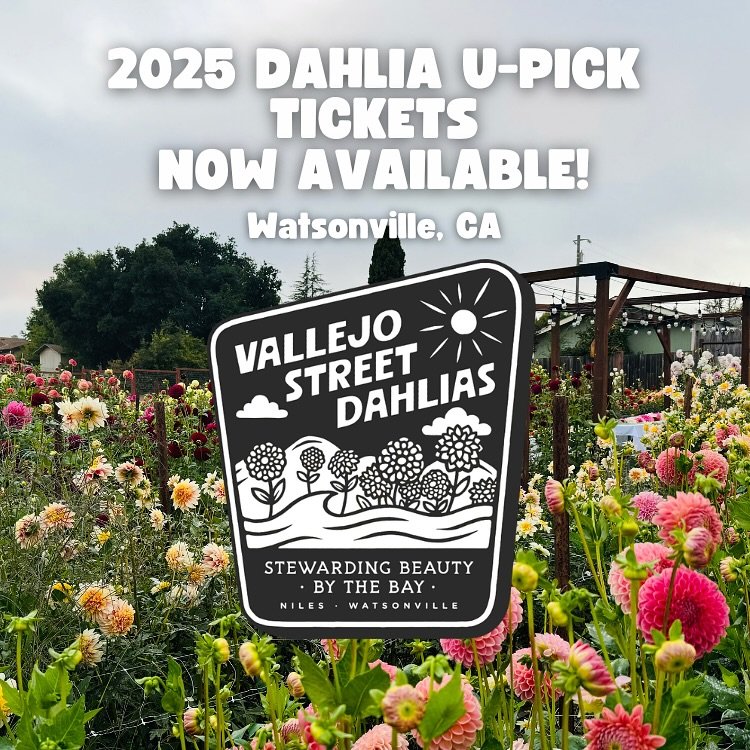 Come pick your own beautiful bouquet of dahlias on our family farm! Situated on a 1/3 of an acre of beautiful land in Watsonville, CA, come and take in the beauty of hundreds of dahlias and dozens of varieties&hellip; and take some beauty home with y