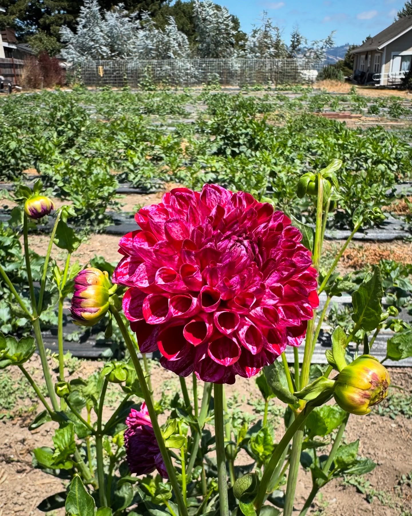 First bloom in the field 🥹🥹 LOTS more to come!