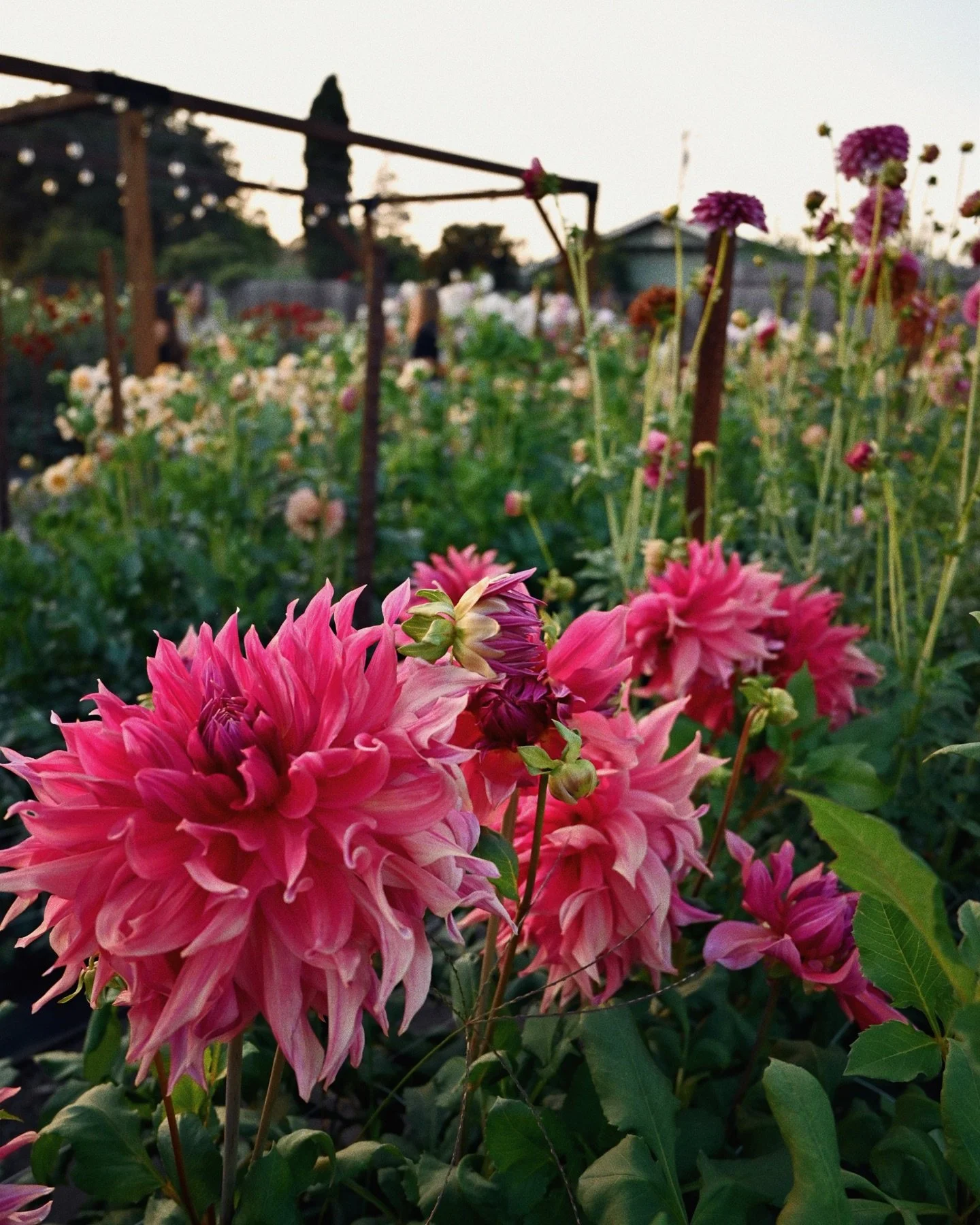 🤍💐

#dahlia #flowers #dahlias #flower #garden #dahliasofinstagram #flowersofinstagram #nature #dahliaseason #gardening #flowerstagram #flowerphotography #dahliaflower #flowerpower #naturephotography #cutflowers #gardenlife #floral #summer #mygarden