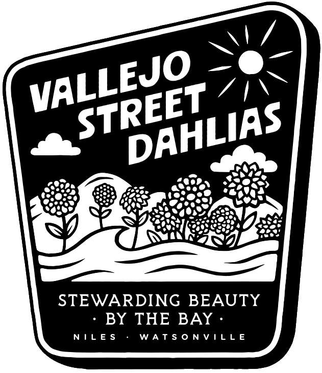 vallejo street dahlias