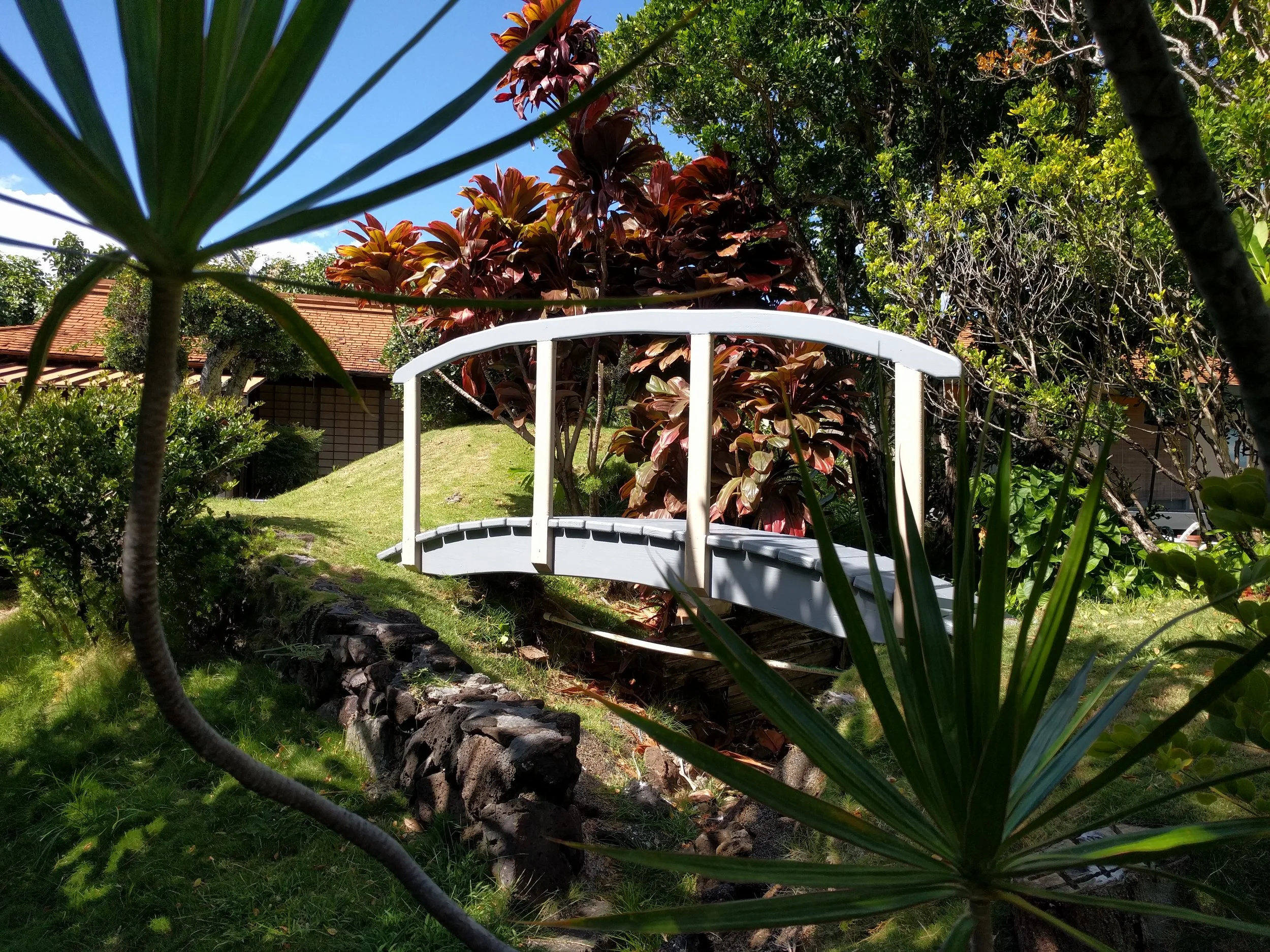 Bridge in nature