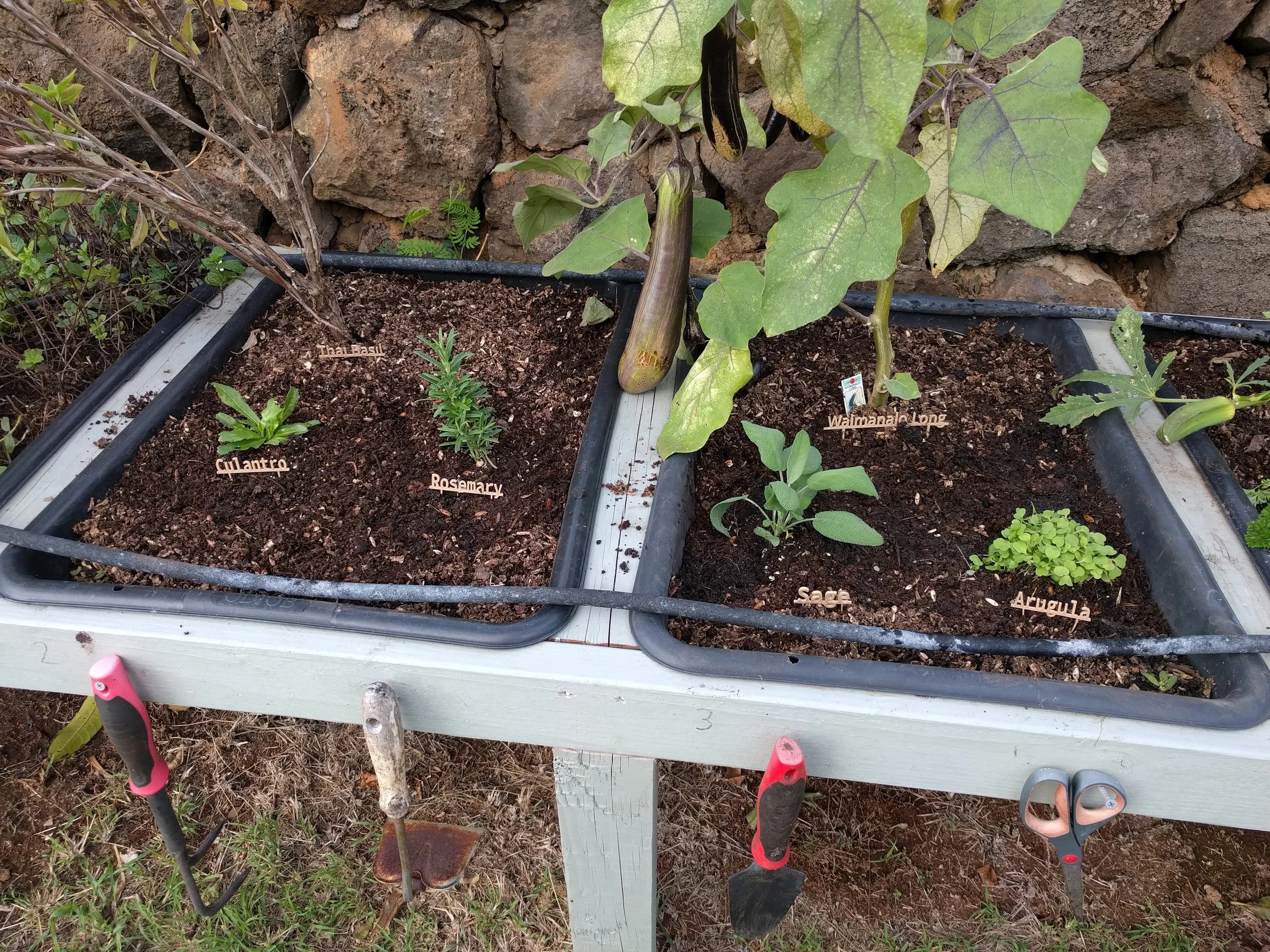 Garden in plumber boxes