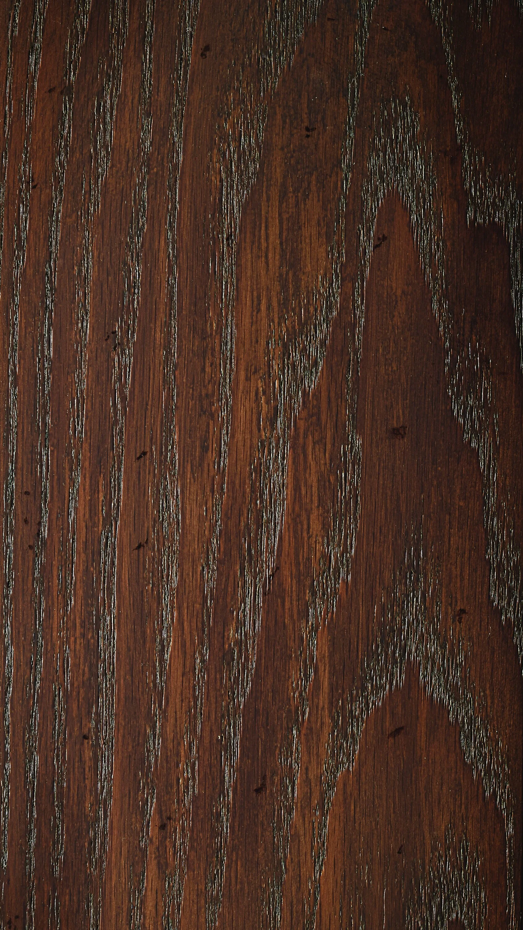 Fawn on Oak