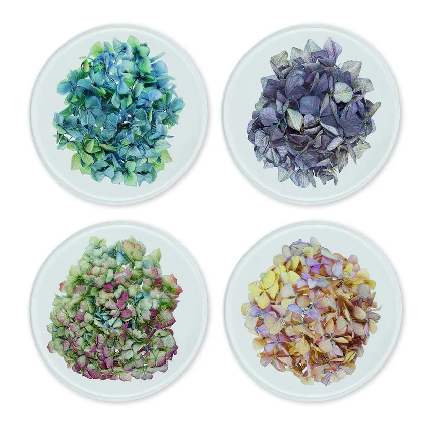 Hydrangeas-Glass_851x846.jpg