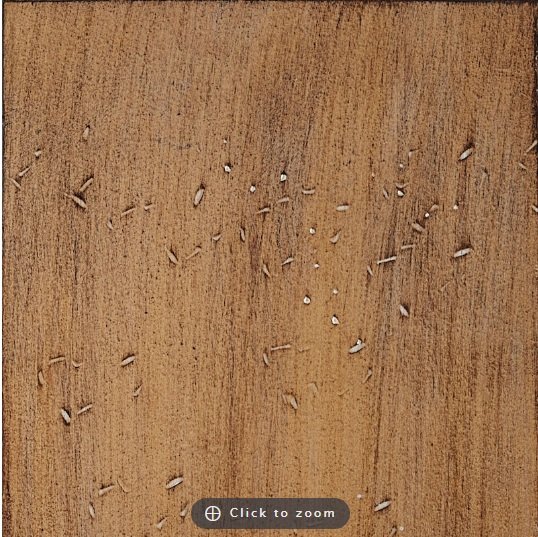 Driftwood on Maple (Copy)