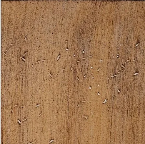 Driftwood on Maple